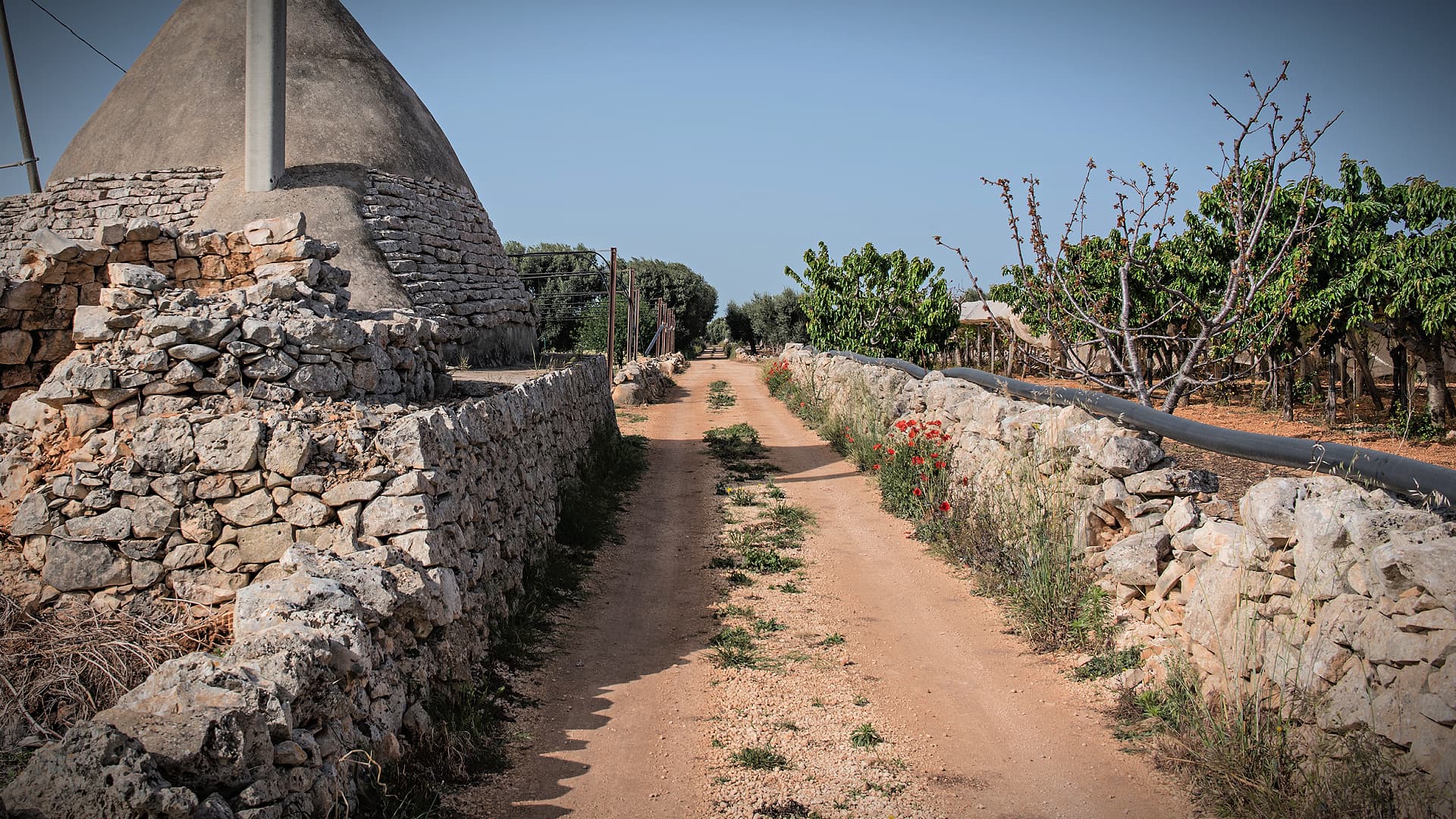 A New Project to Promote Olive Oil Roads in Puglia - Vimarsana News