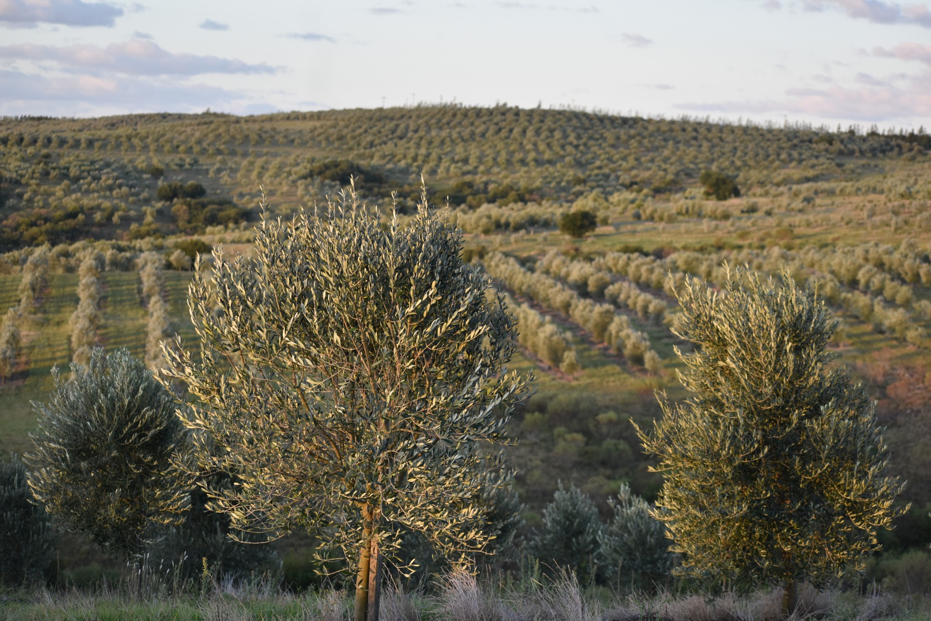 Olive trees stand in a field, with rolling hills covered in rows of olive groves in the background.