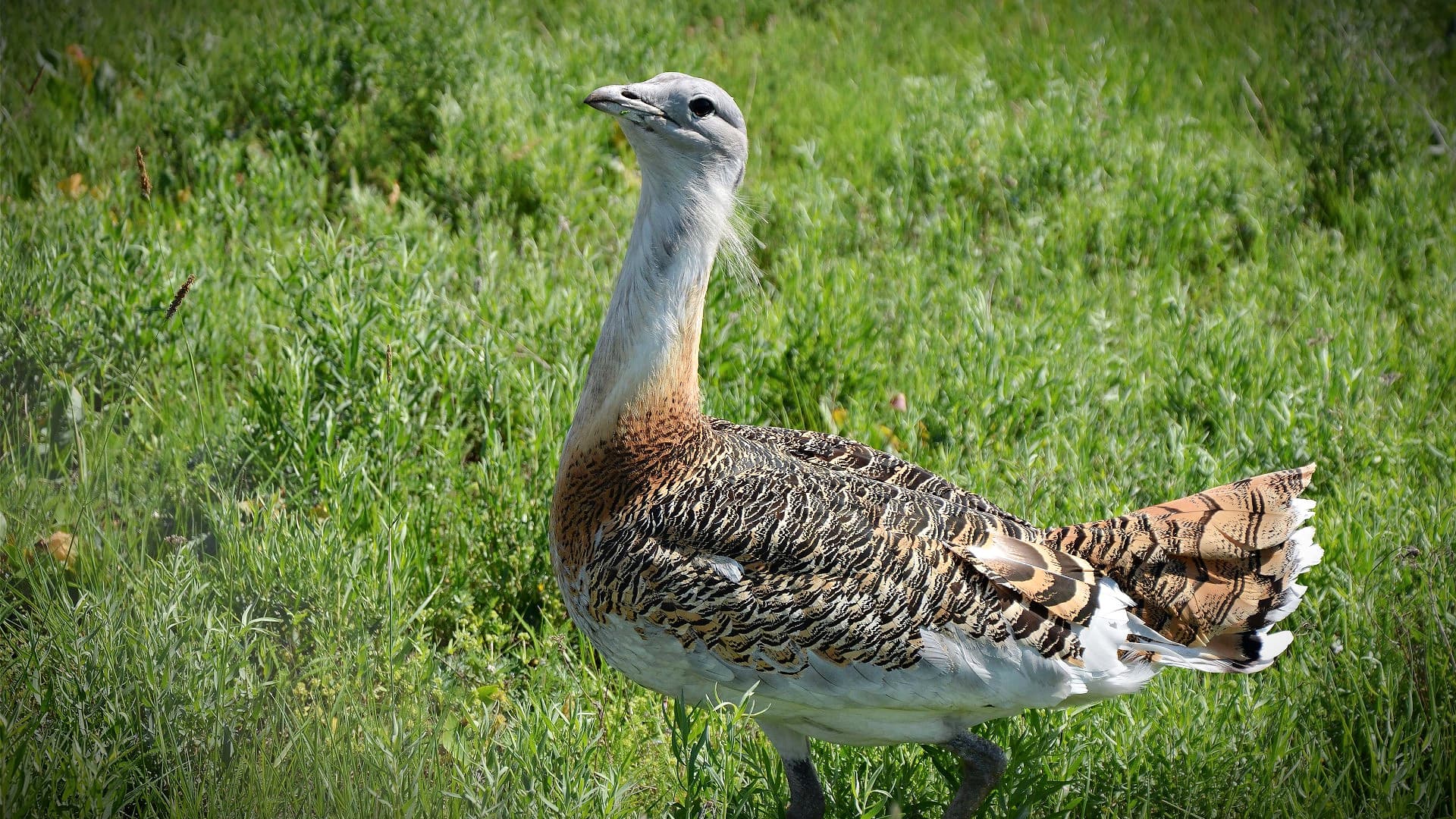 Olive Grove Expansion Threatens Endangered Bird Species in Spain - Vimarsana News