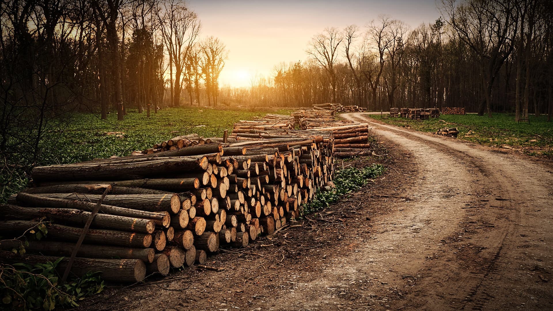 Burning Wood for Energy Threatens European Forests - Vimarsana News