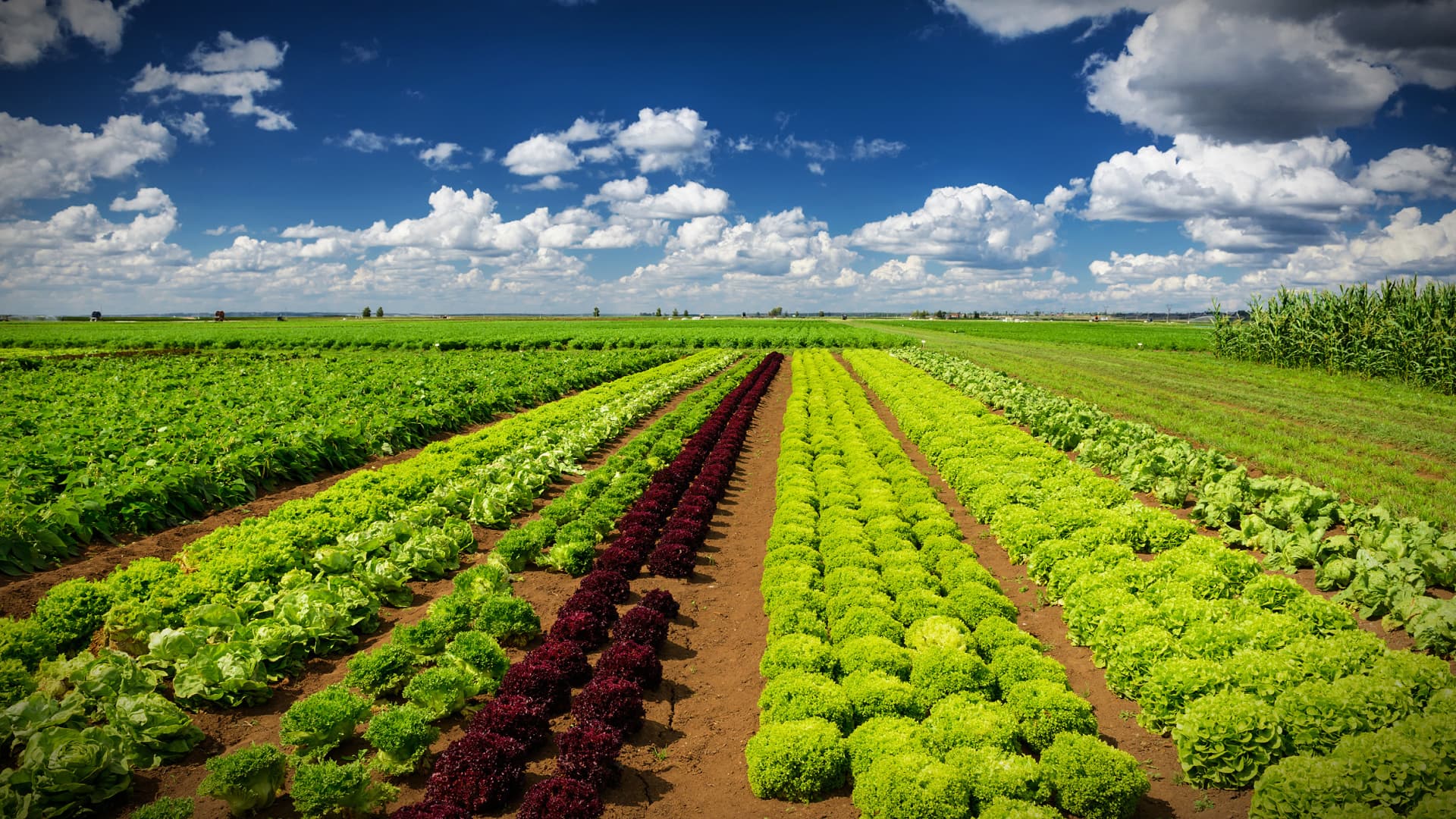 European Awards Champion Organic Agriculture - Vimarsana News