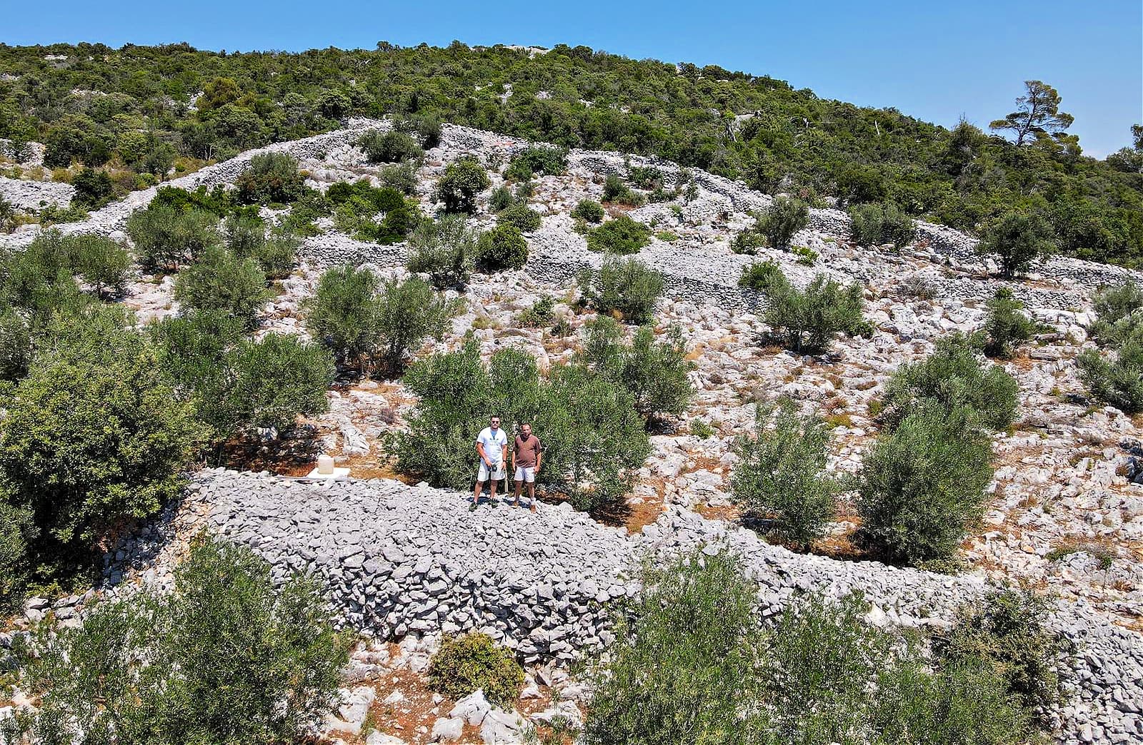 Renovated olive grove on the island (Photo: Toma Makjanić)