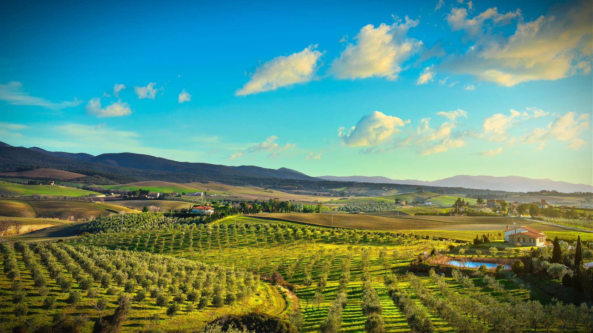 Events Across Italy Set to Celebrate Traditional Olive Groves - Vimarsana News