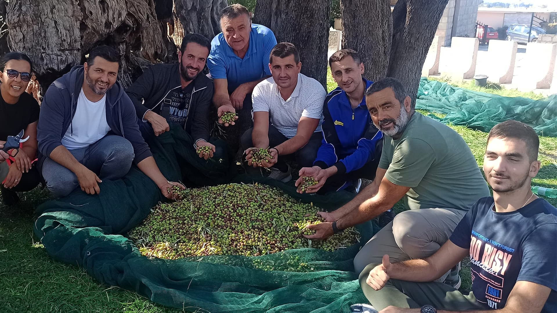 Montenegro Harvest Begins with Ancient Tree in Mirovica - Vimarsana News