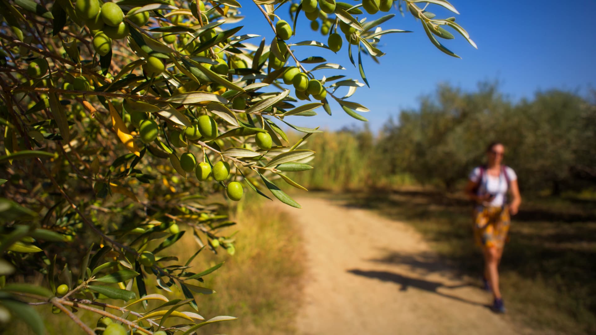 Excitement, Anticipation in Slovenia as Harvest Gets Underway - Vimarsana News