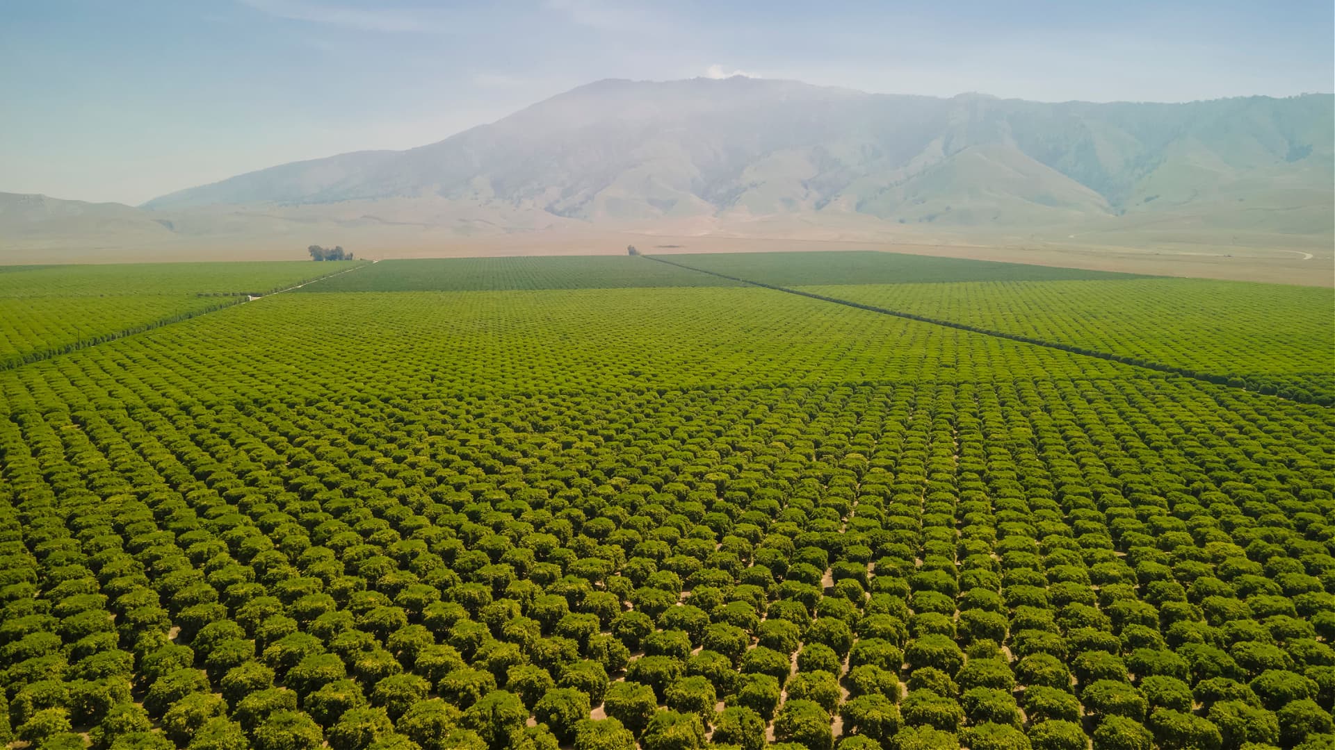 How Intensive Agriculture and Olive Cultivation Impact Soil Health - Vimarsana News
