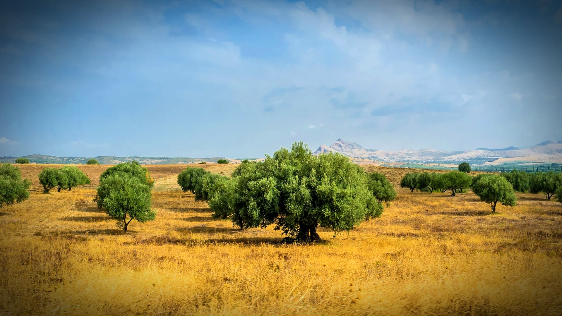 Tunisian Olive Oil Production Falls to 23 Percent Below Five-Year Average - Vimarsana News