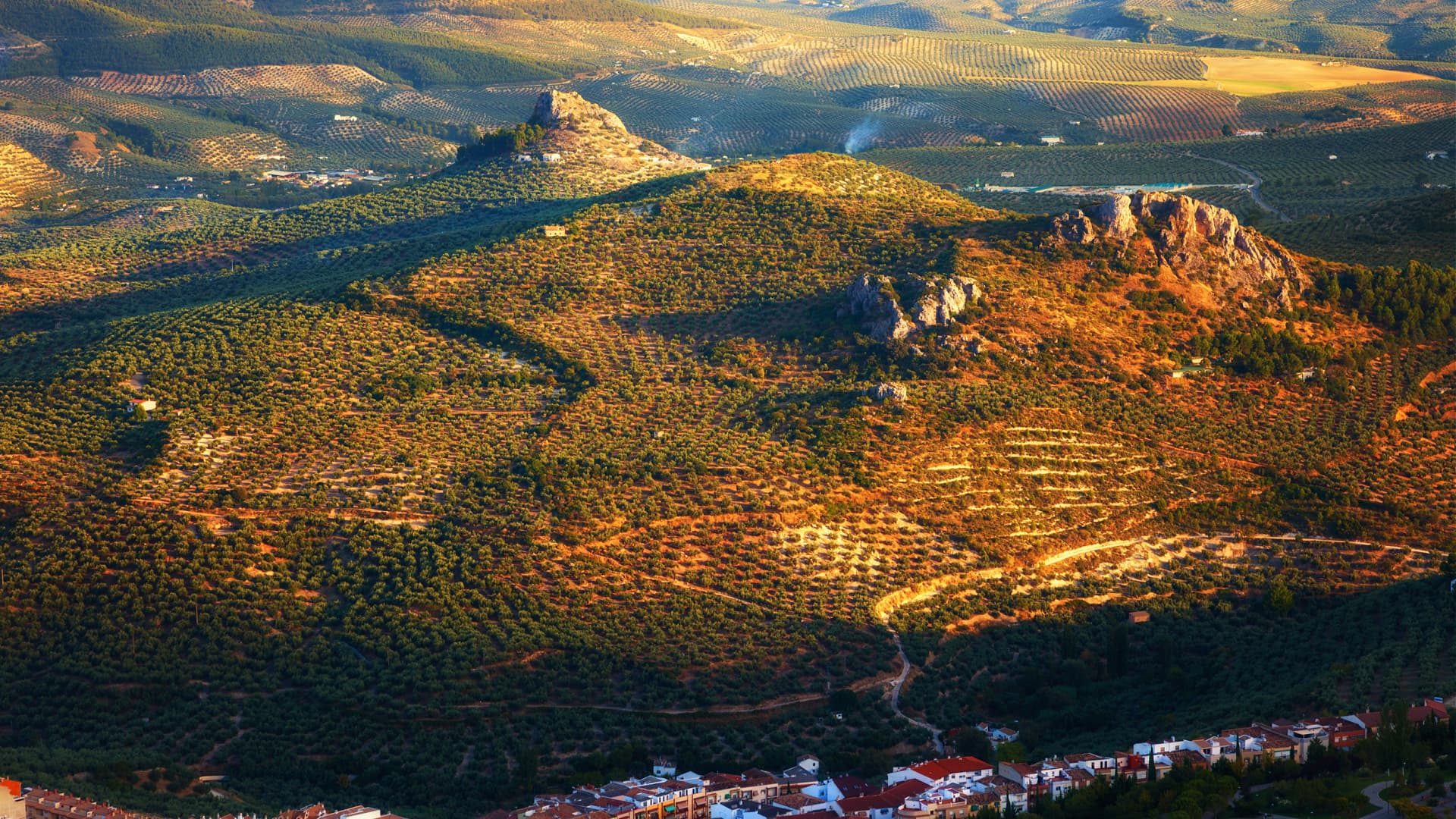 Producers in Andalusia Brace for Second Worst Harvest on Record - Vimarsana News