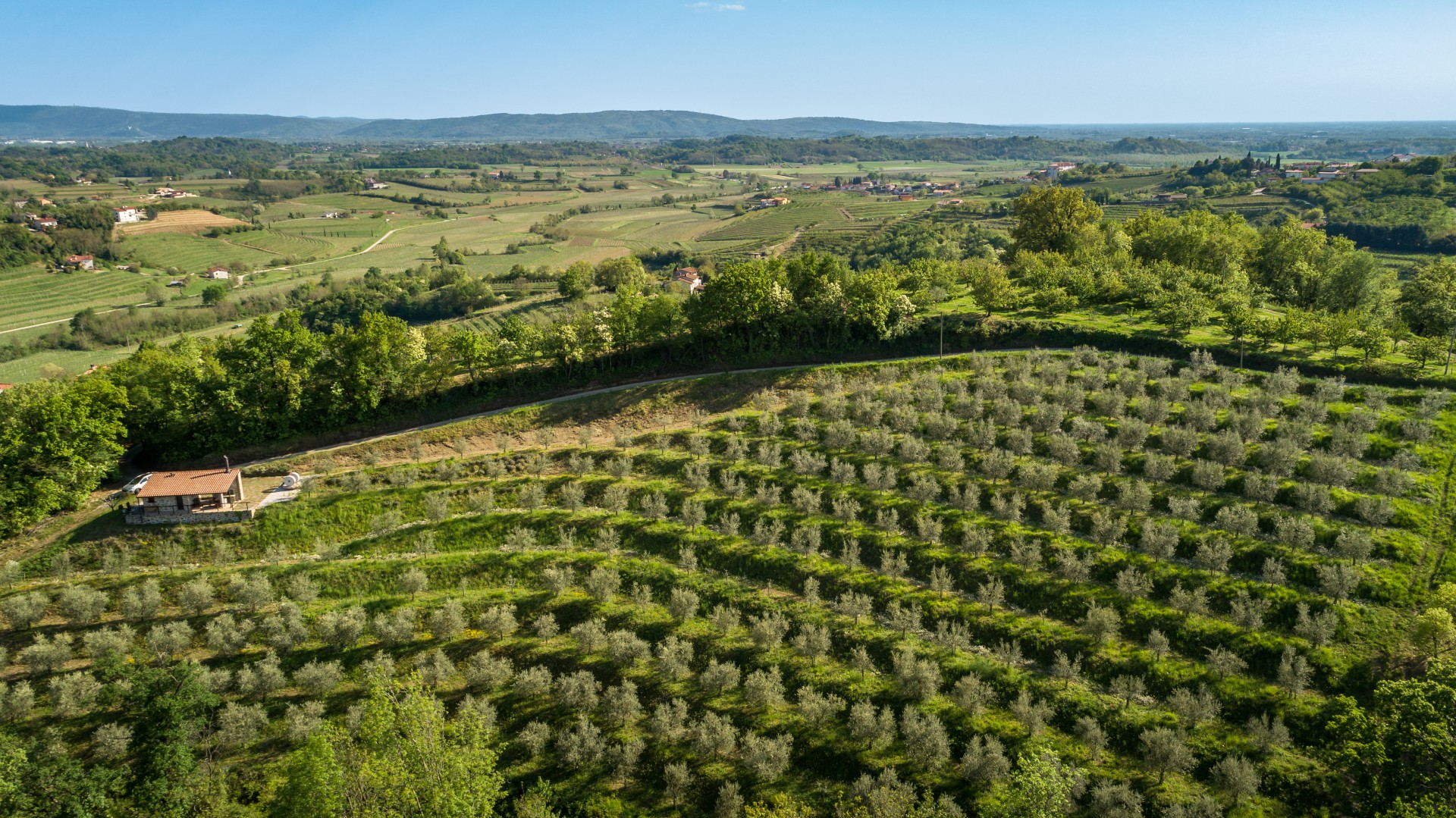 Aerial view of a lush, terraced olive grove surrounded by rolling hills and distant mountains.