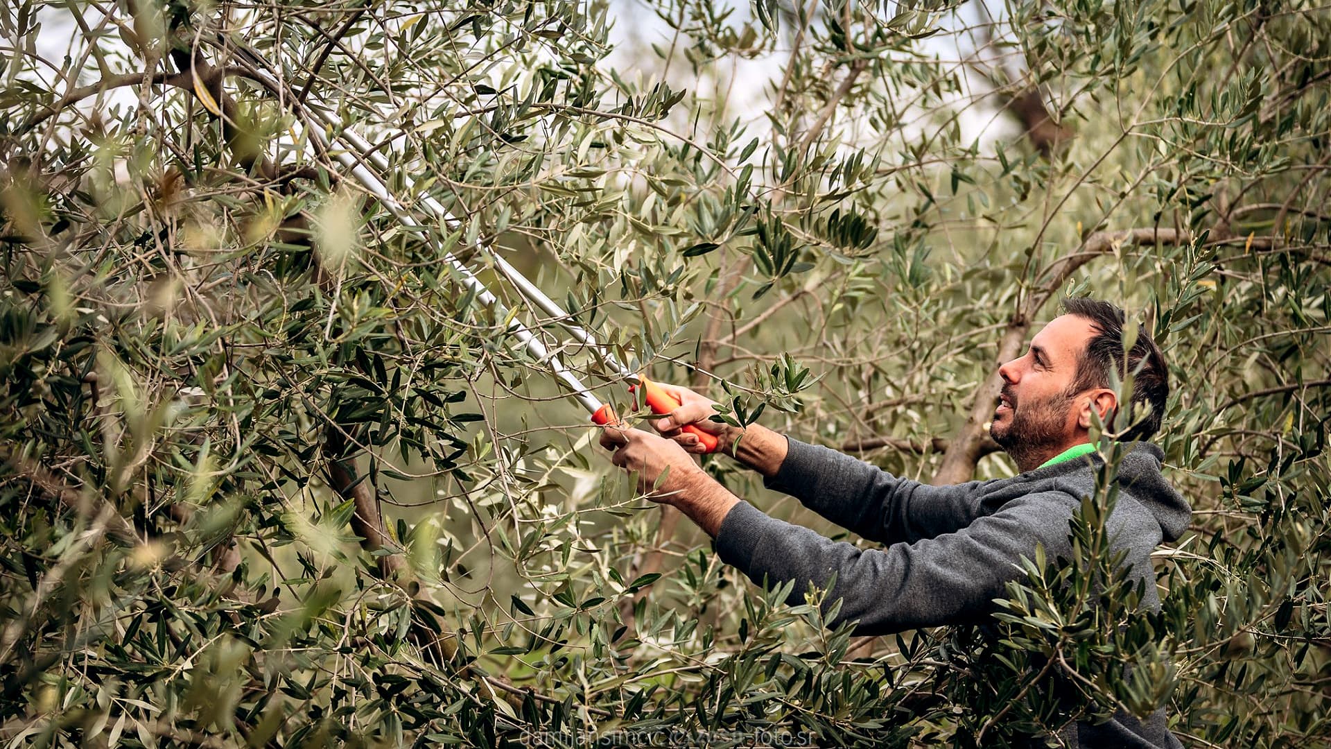 Award-Winning EVOO the Latest Chapter in a Storied Slovenian Family Legacy - Vimarsana News