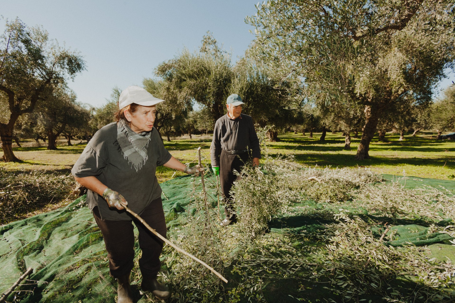 Olive oil has long been a family affair for Tzamouranis, with formative experiences taking place in the olive grove with his grandparents.
