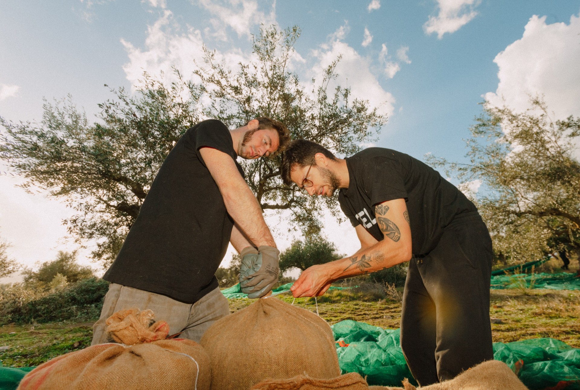 The harvest is set to begin in November, and Tzamouranis anticipates a good yield.