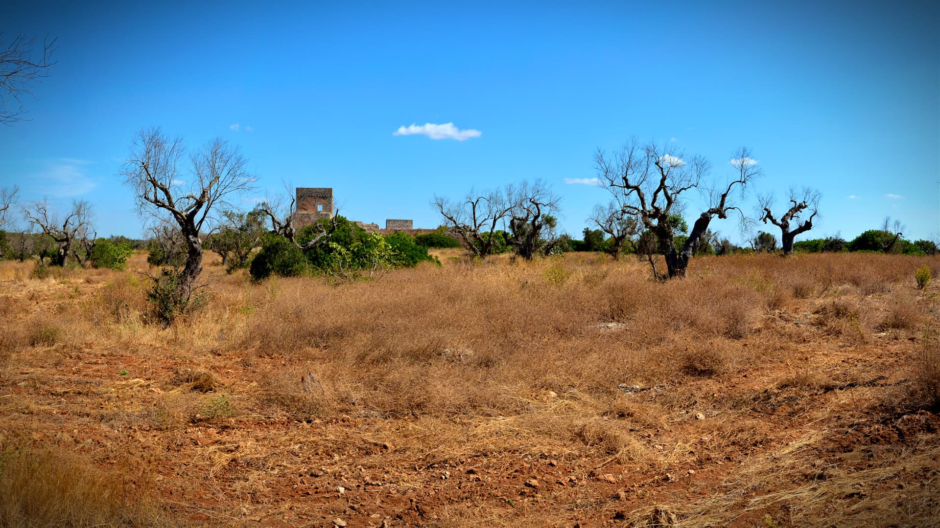 Reimagining the Xylella-Devastated Landscape of Southern Puglia - Vimarsana News