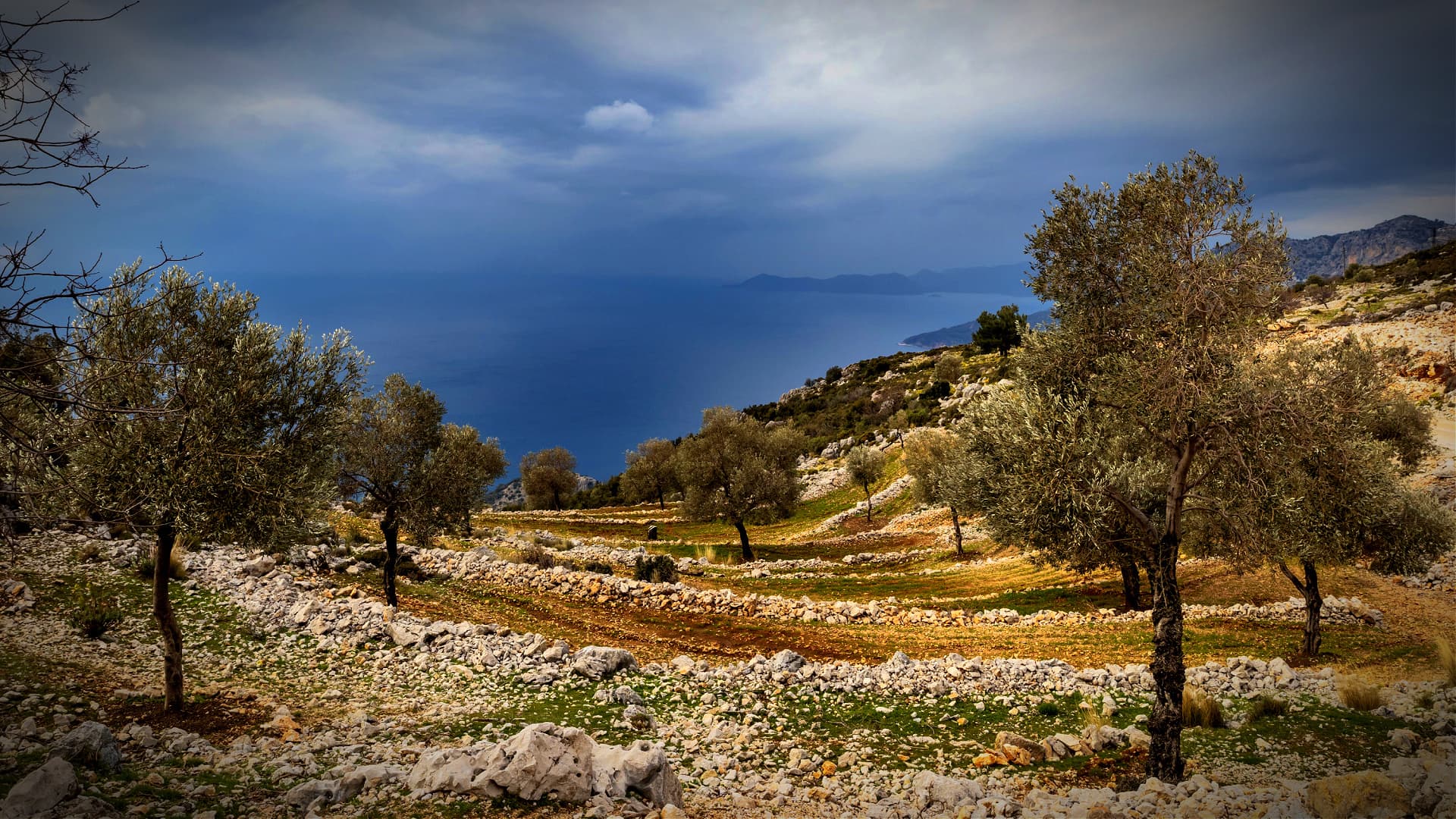 A Predicted Record Harvest Would Make Turkey the World's Second-Largest Olive Oil Producer - Vimarsana News