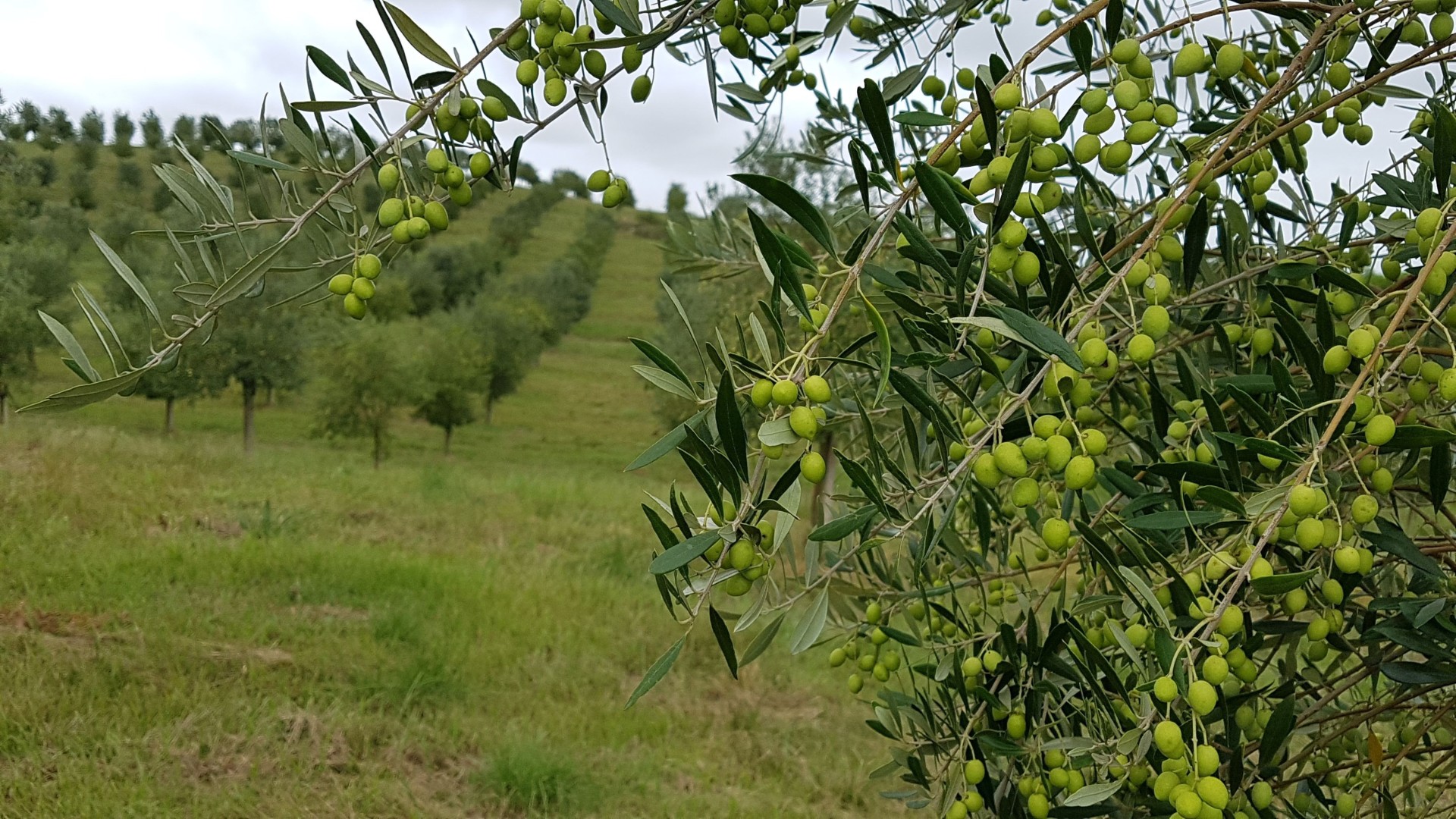 Olive tree branches with green olives in the foreground, set against a grassy hillside with more olive trees.