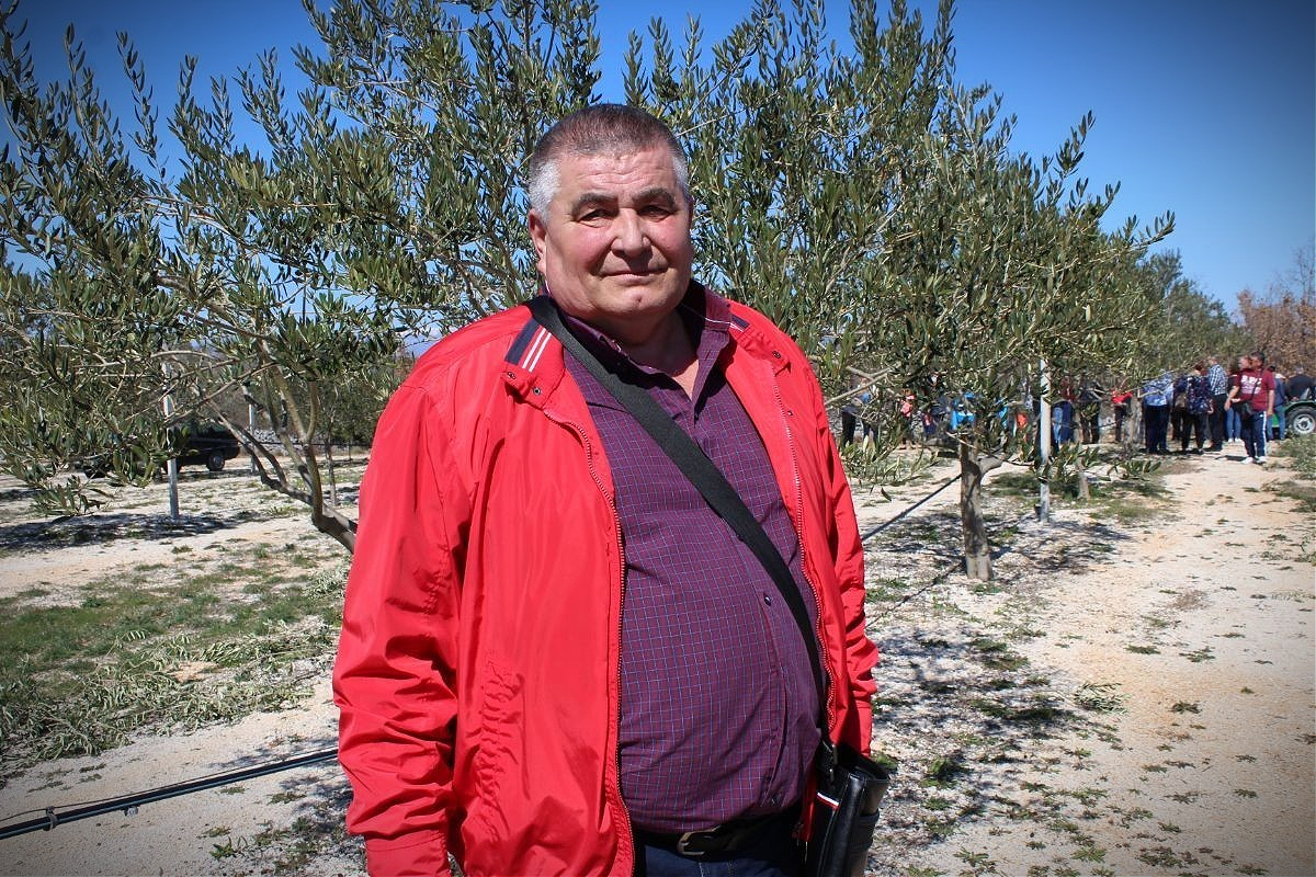 Record Harvest in Herzegovina Heralds Expansion of Olive Growing in Western Balkans - Vimarsana News