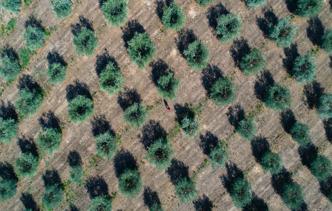 An aerial view of a field with evenly spaced olive trees casting long shadows.