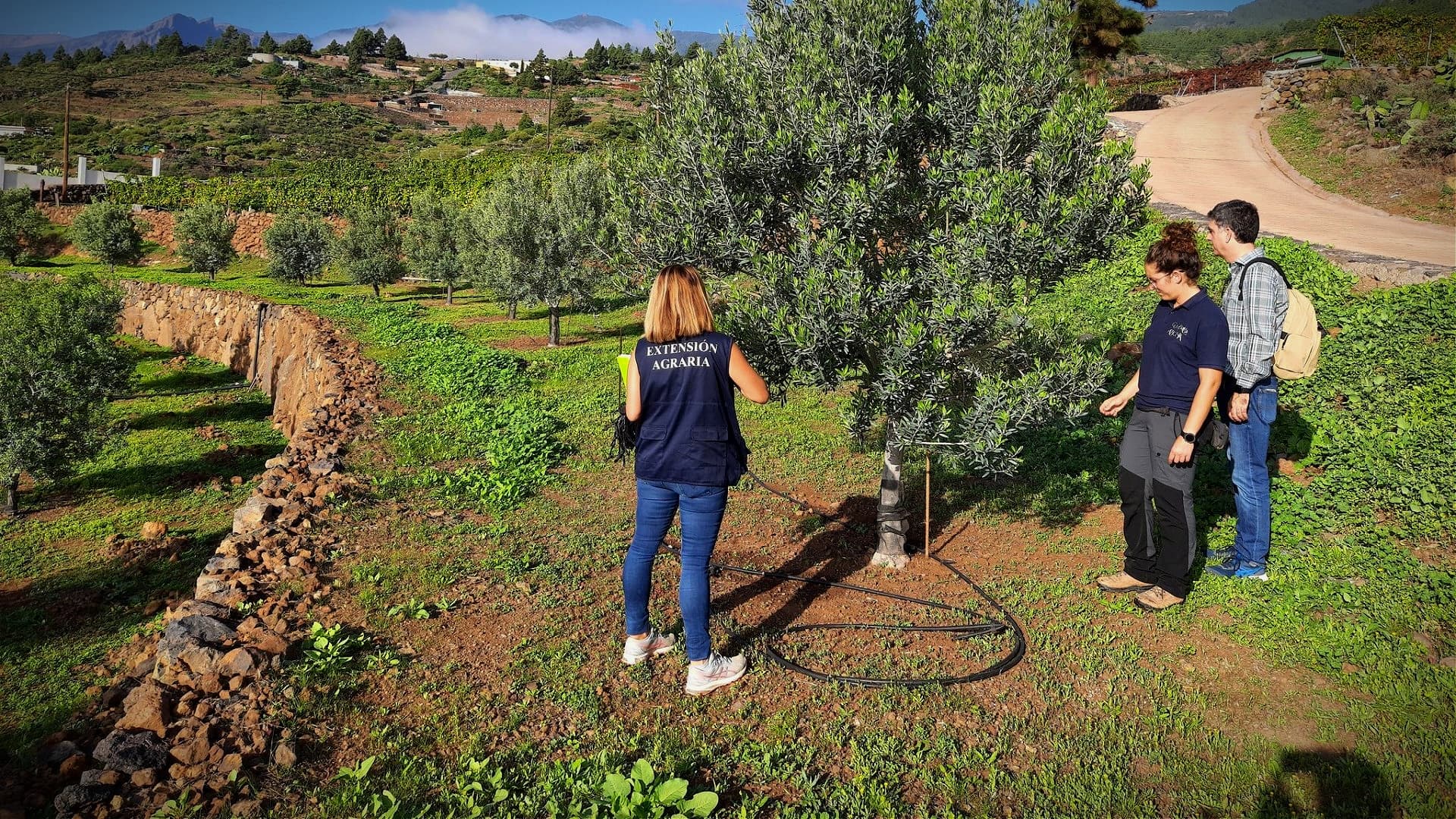 Researchers Study How Lack of Chill Hours Impacts Olive Development, Oil Quality - Vimarsana News