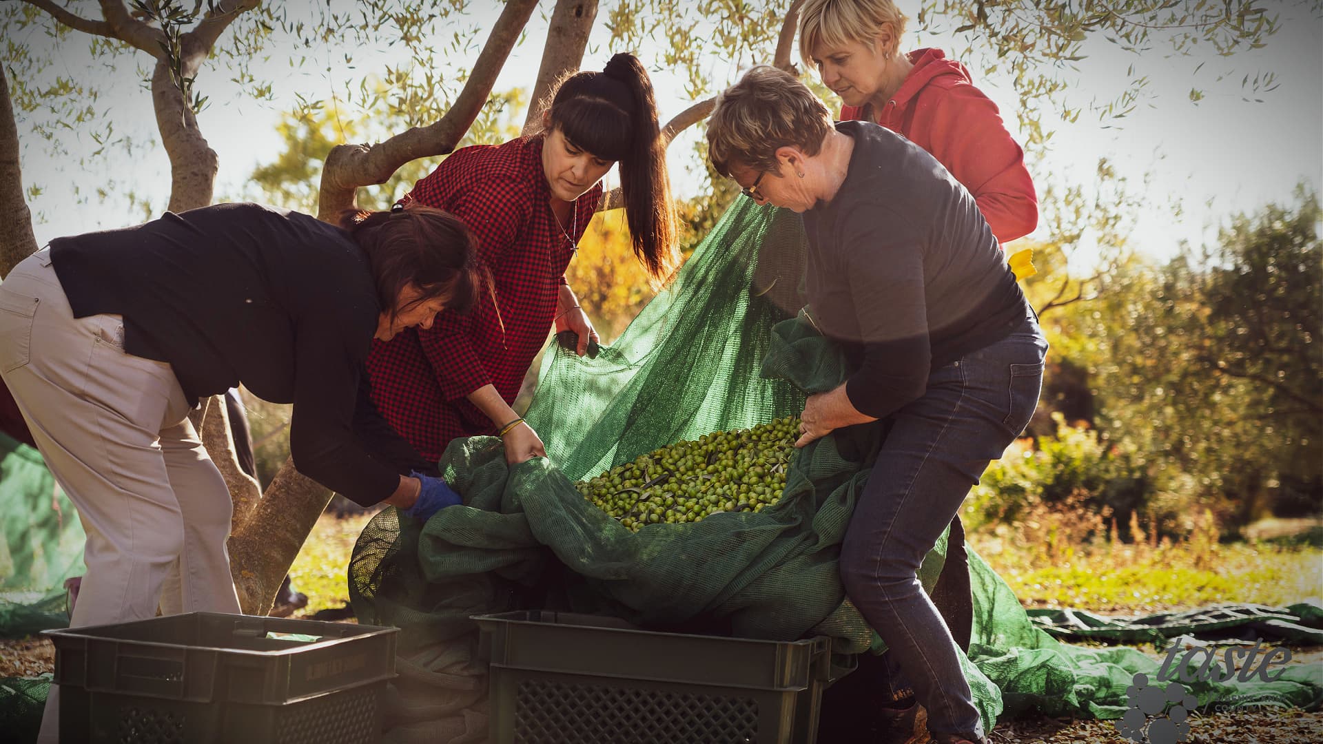 Bureaucracy Hampers Expansion of Olive Oil Production in Croatia, Producer Warns - Vimarsana News