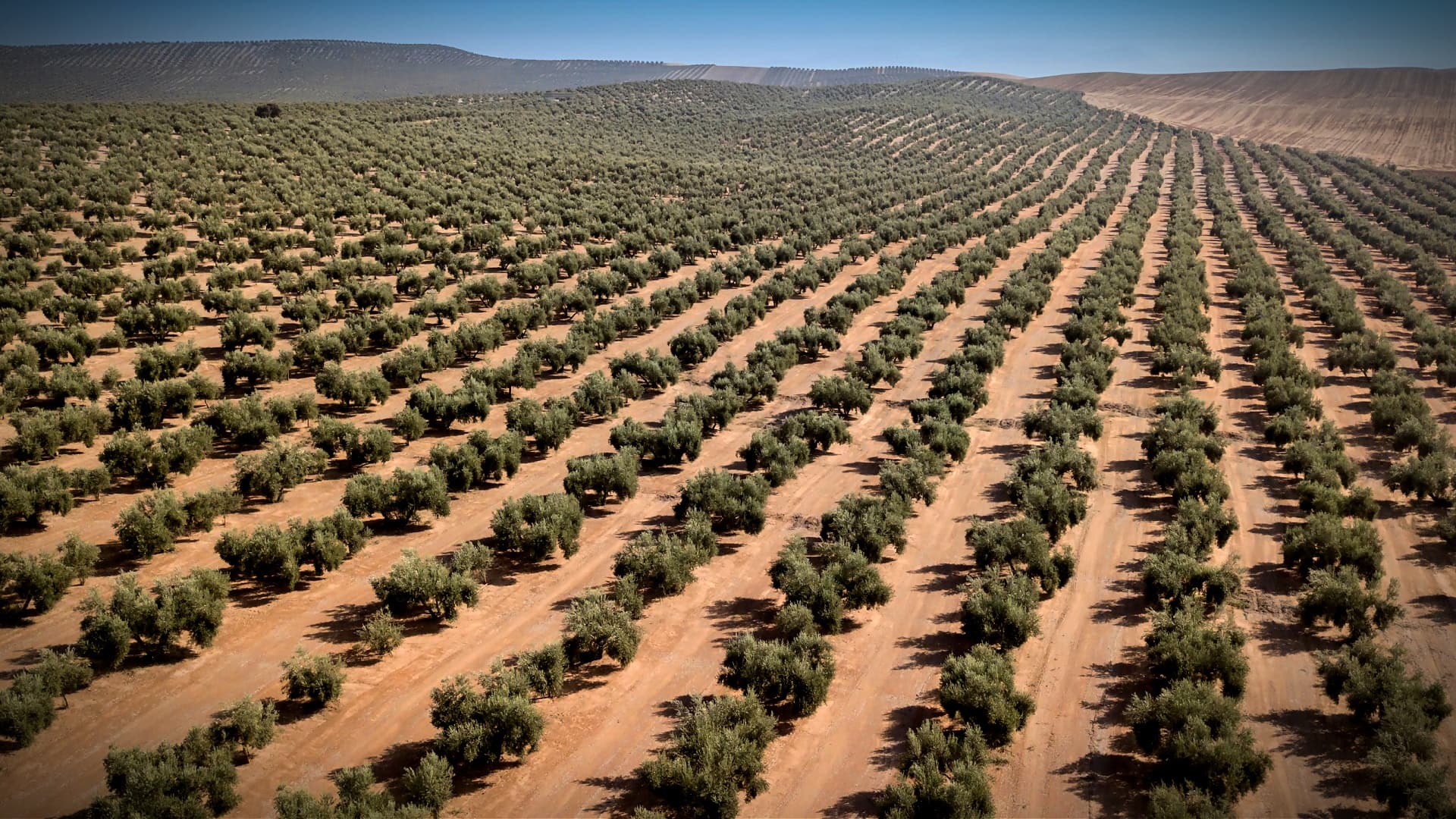 In Jaén, Olive Oil Production Collapse Worse Than Expected - Vimarsana News