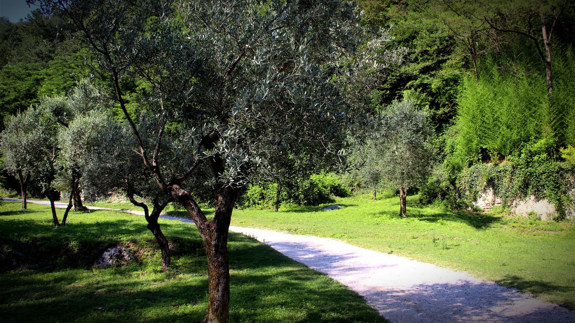 In Brescia, Neglected City Olives Get Harvested - Vimarsana News