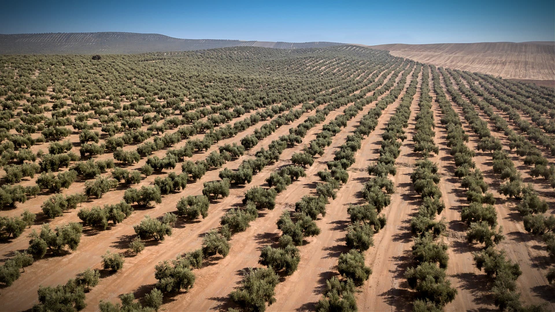 Spanish Producers Encounter Losses but Look to Next Season - Vimarsana News