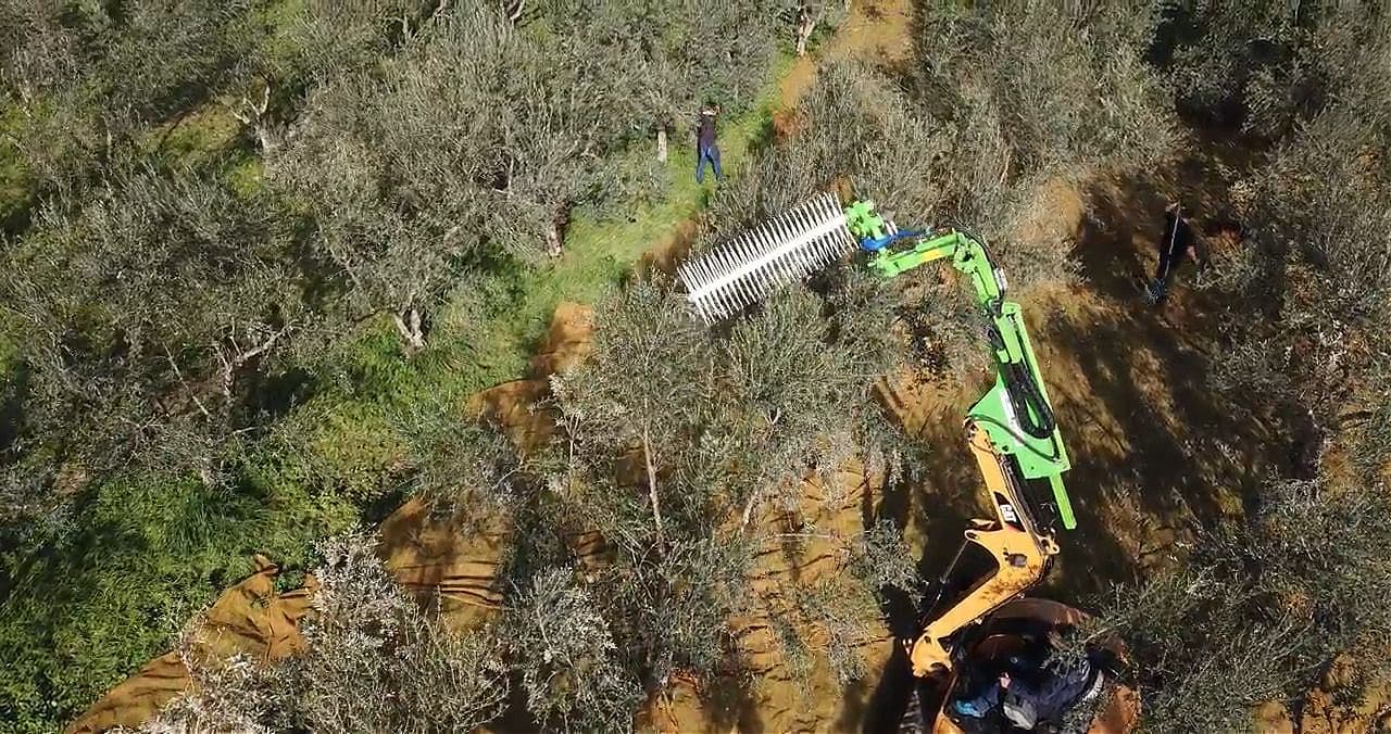 Harvest at Olix Oil