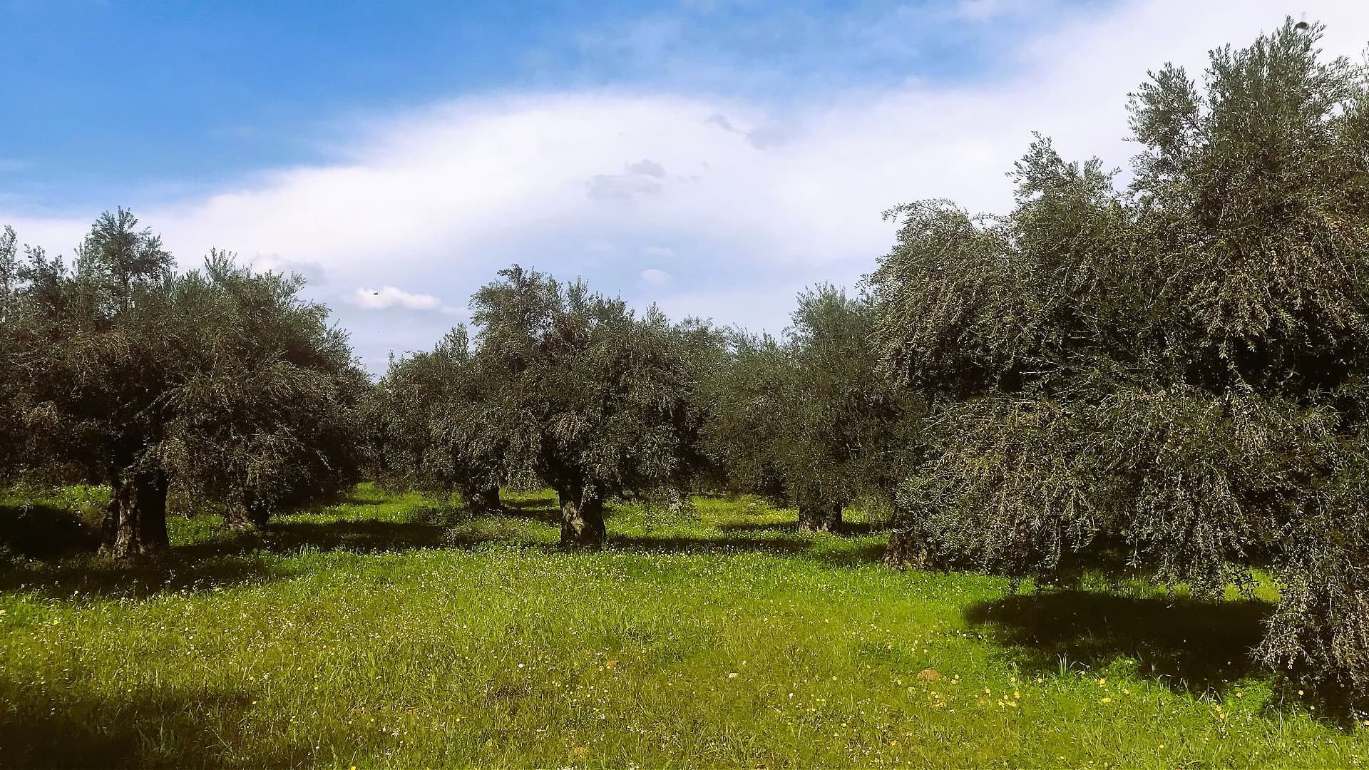 Olive trees grow in a lush green field under a blue sky with scattered clouds.
