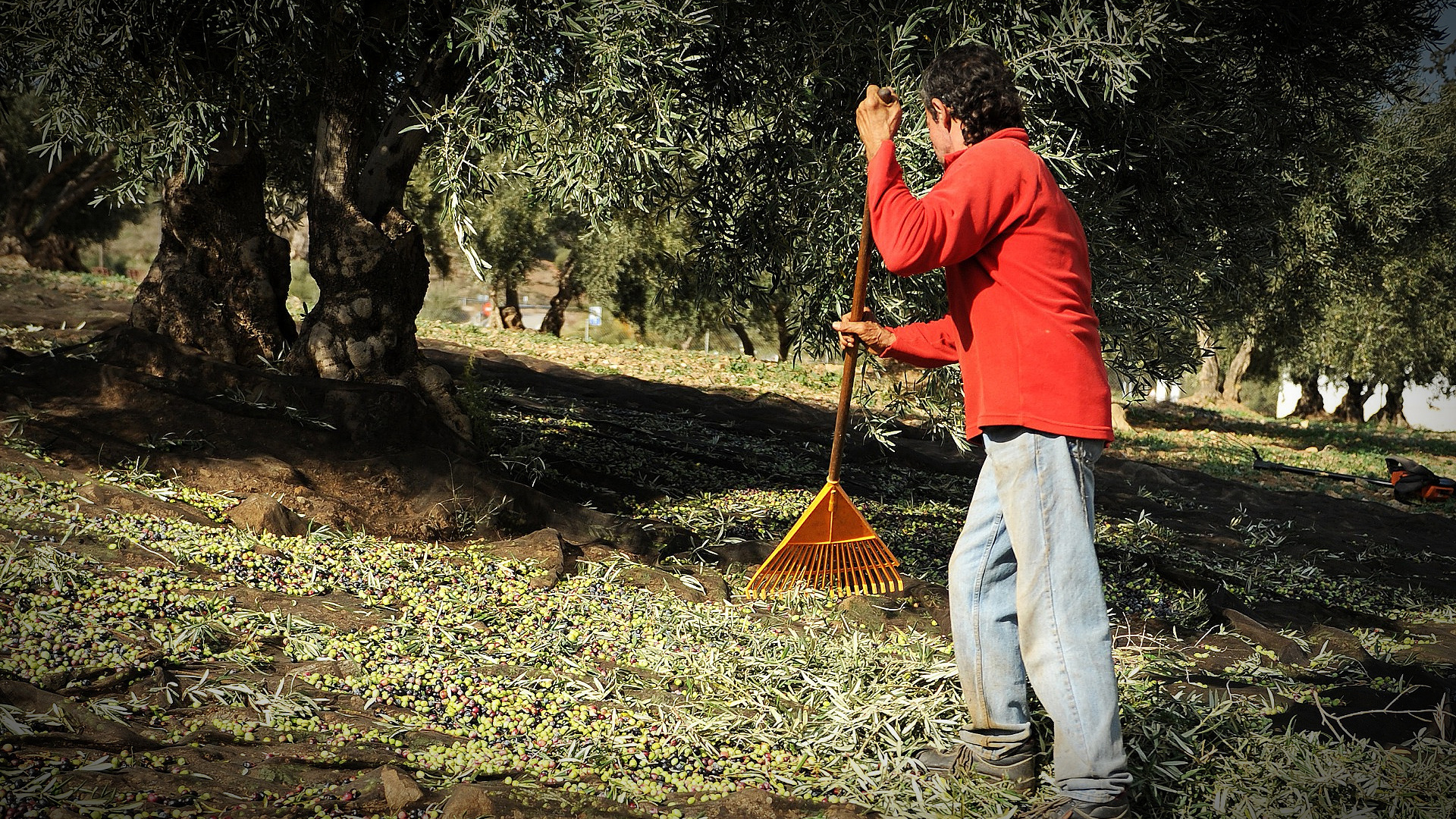 Italy Eases Some of the Burden of Hiring Seasonal Workers - Vimarsana News
