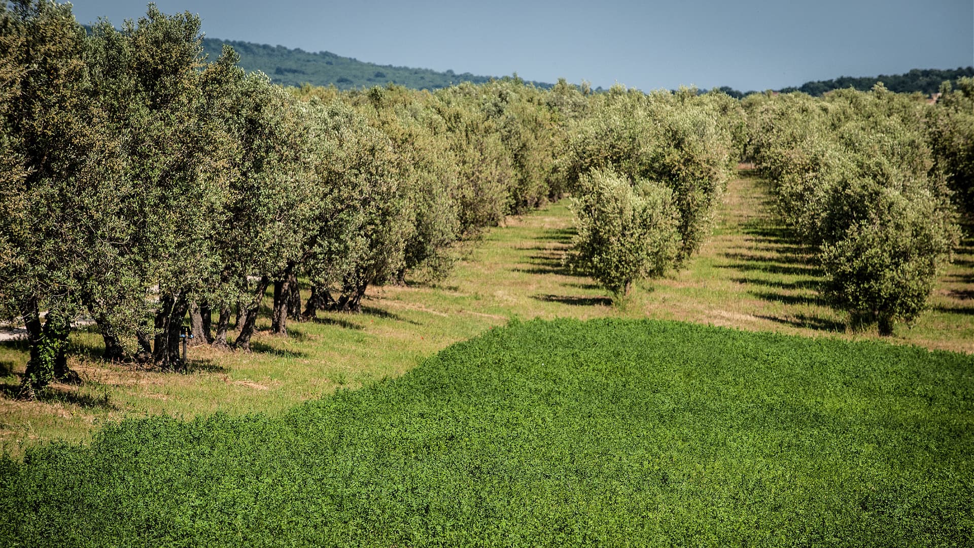 Pietro Re said the olive harvest was bountiful in Lazio, but the oil yields were below average. (Photo: Tamìa)