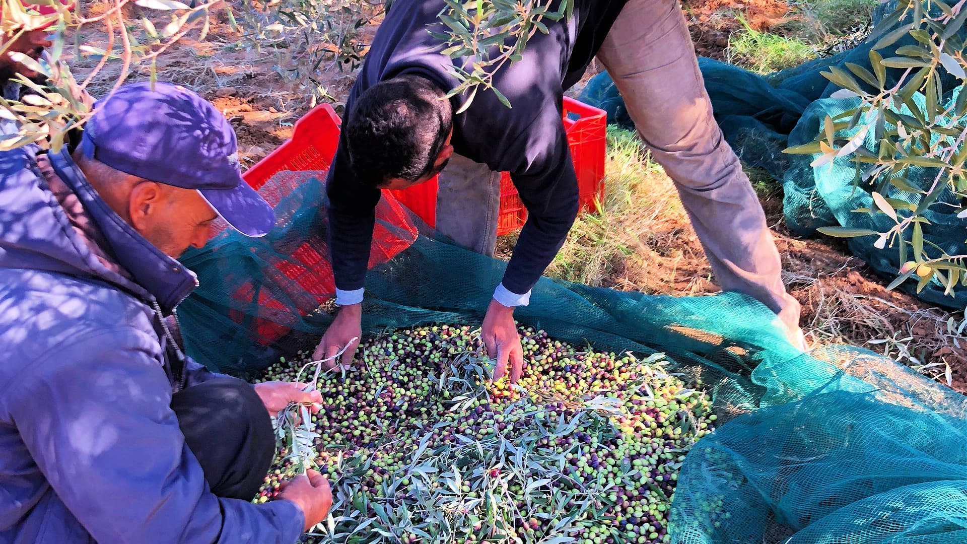 Two men harvest olives, collecting them from the ground and placing them into red containers.
