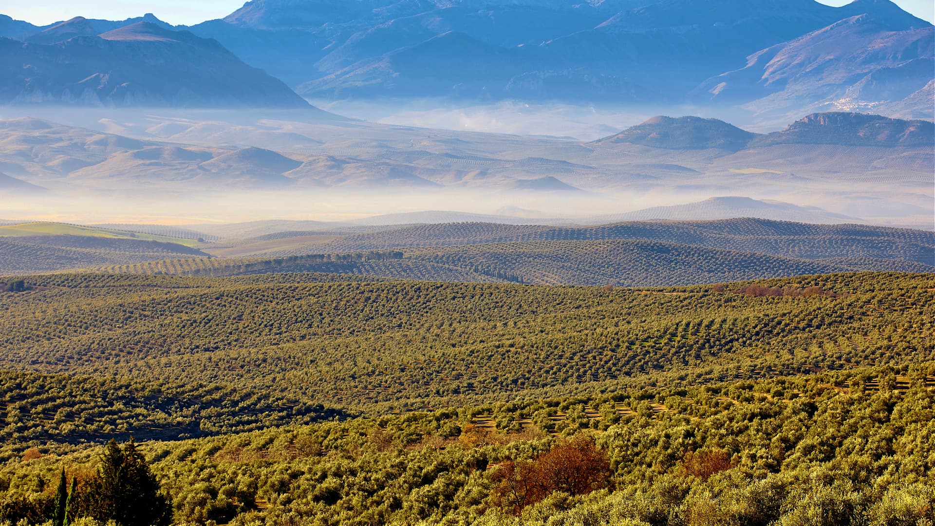 Spain's Sea of Olives UNESCO Application Moves Forward - Vimarsana News