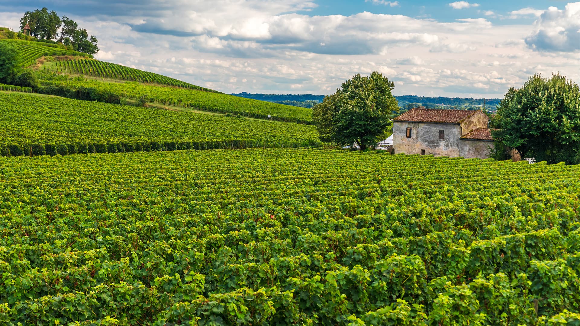 Climate Change Leads Some Bordeaux Wine Producers to Plant Olives - Vimarsana News