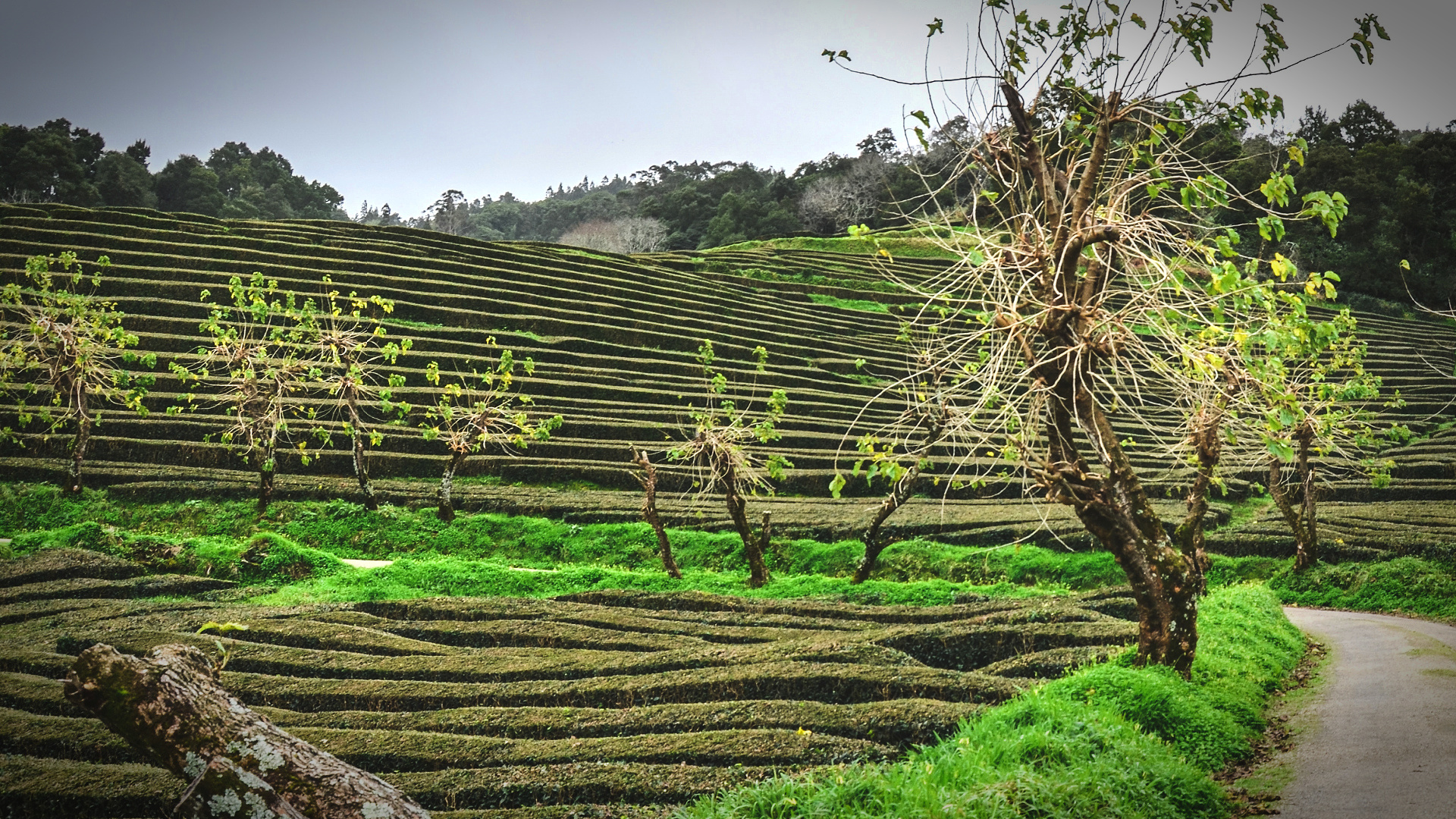In Portugal, Xylella Infection Spreads to More Species - Vimarsana News