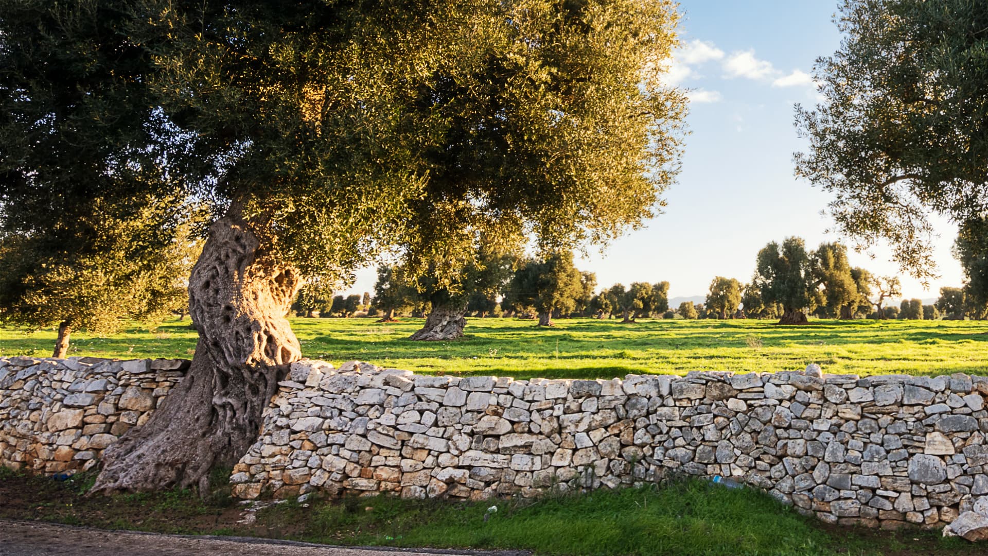 Apulian Authorities Agree on Funding for Xylella Strategy Ahead of Critical Spring Season - Vimarsana News