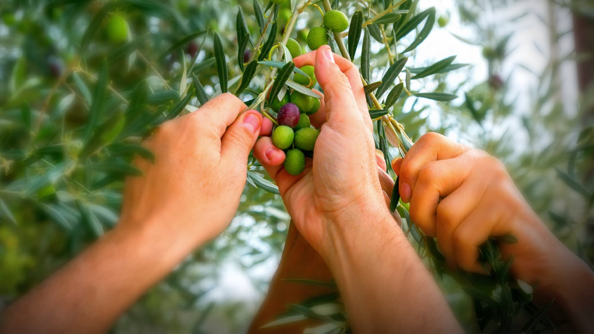 From Andalusia to Madrid, Spain Shocked at Wave of Olive Thefts - Vimarsana News