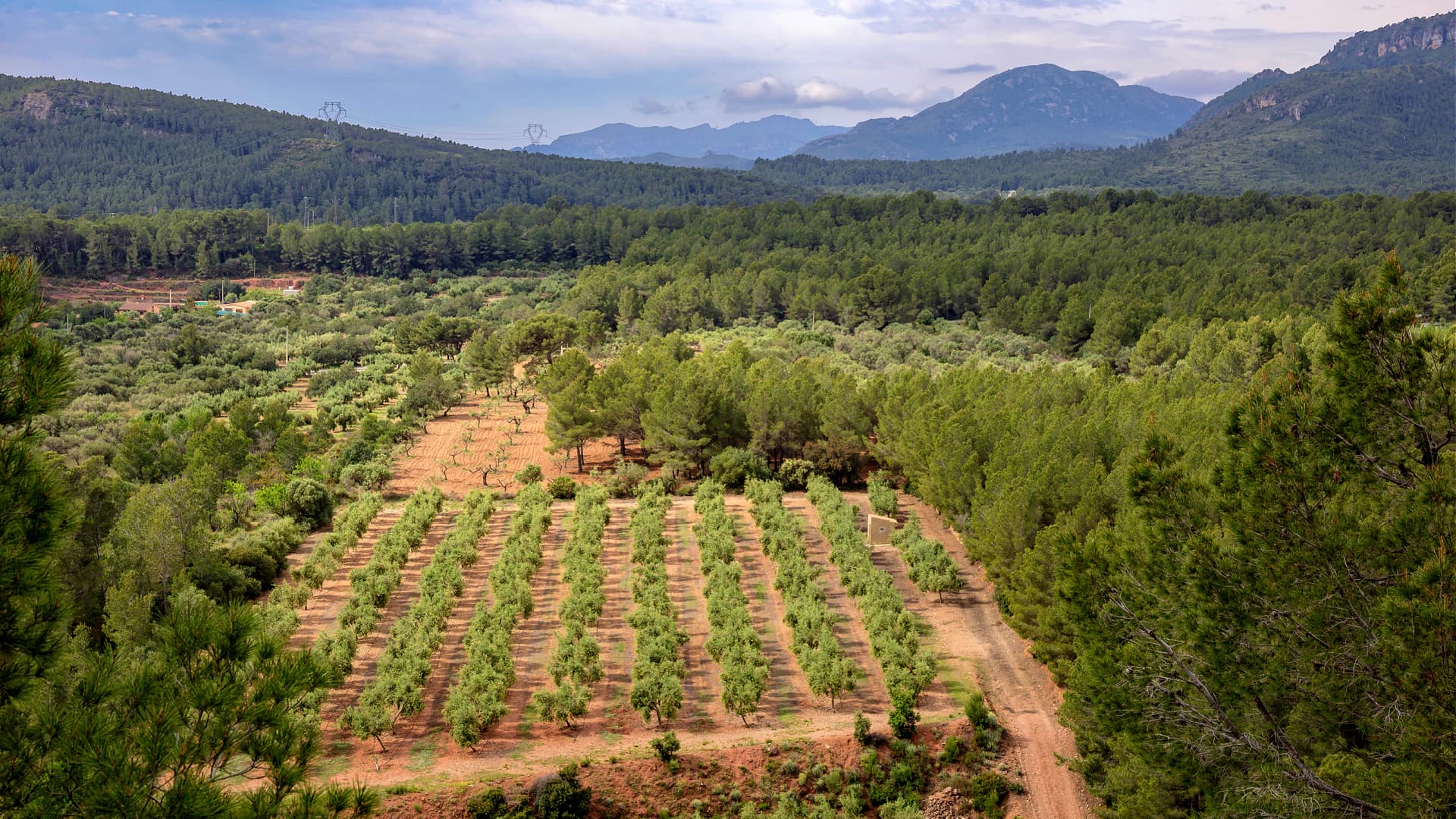 Catalonian Producers Warn of Worst Season in 15 Years - Vimarsana News