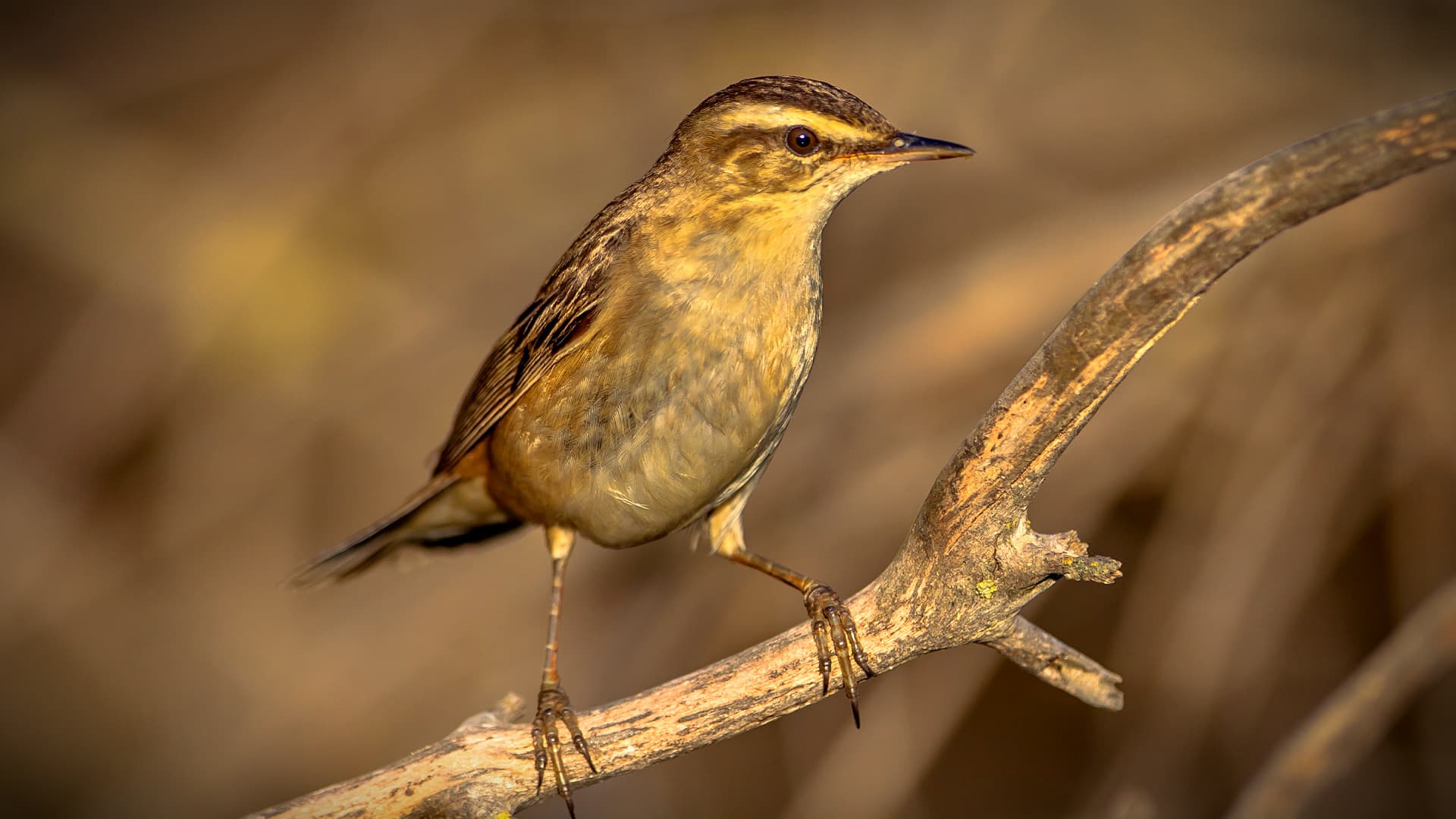 Intensive Agriculture Blamed for Bird Population Decline in Spain - Vimarsana News
