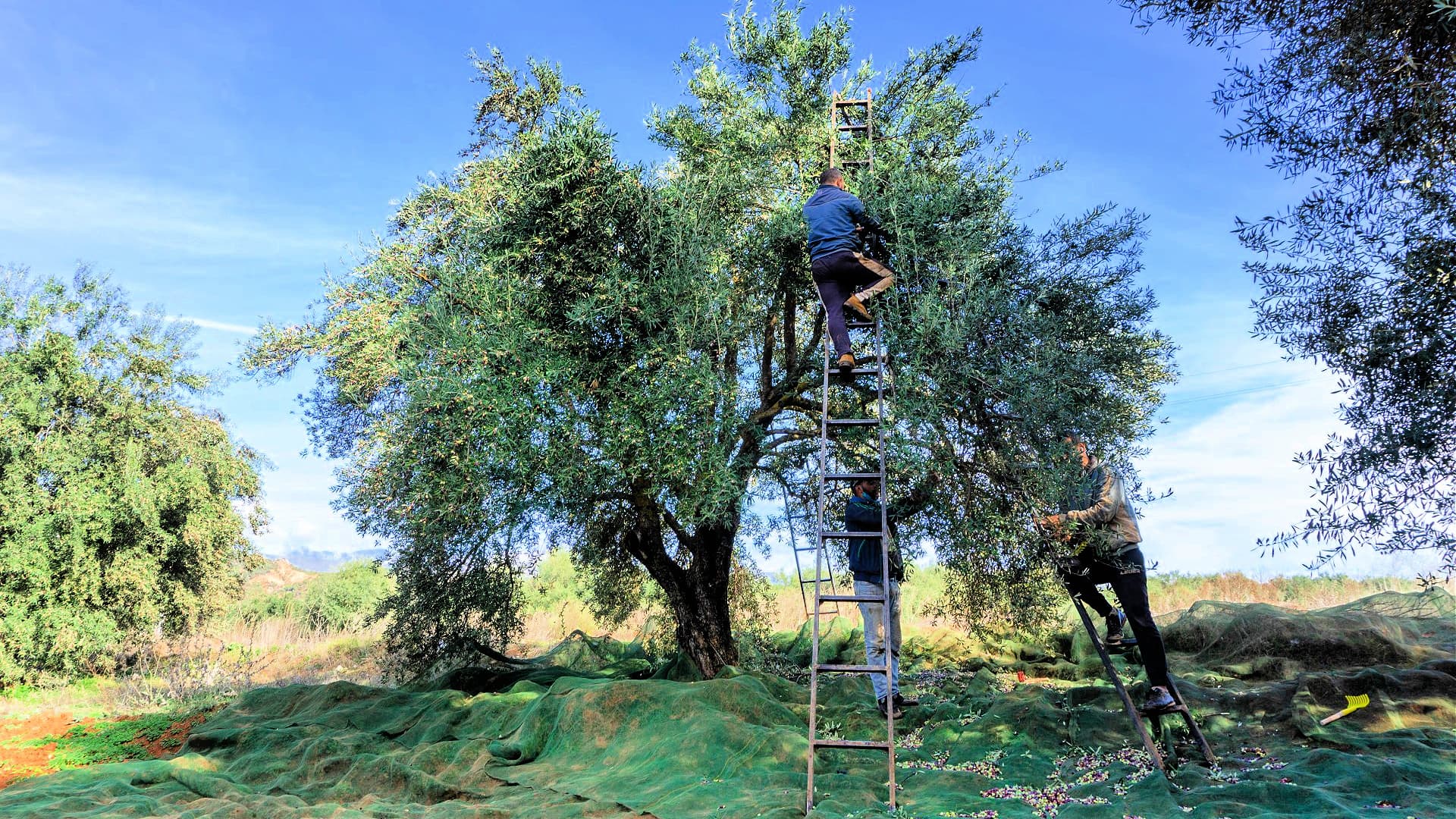 Η ισότητα των φύλων και η βελτίωση της οικονομικής απόδοσης της ελαιοκαλλιέργειας συγκαταλέγονται στους στόχους της PASA.