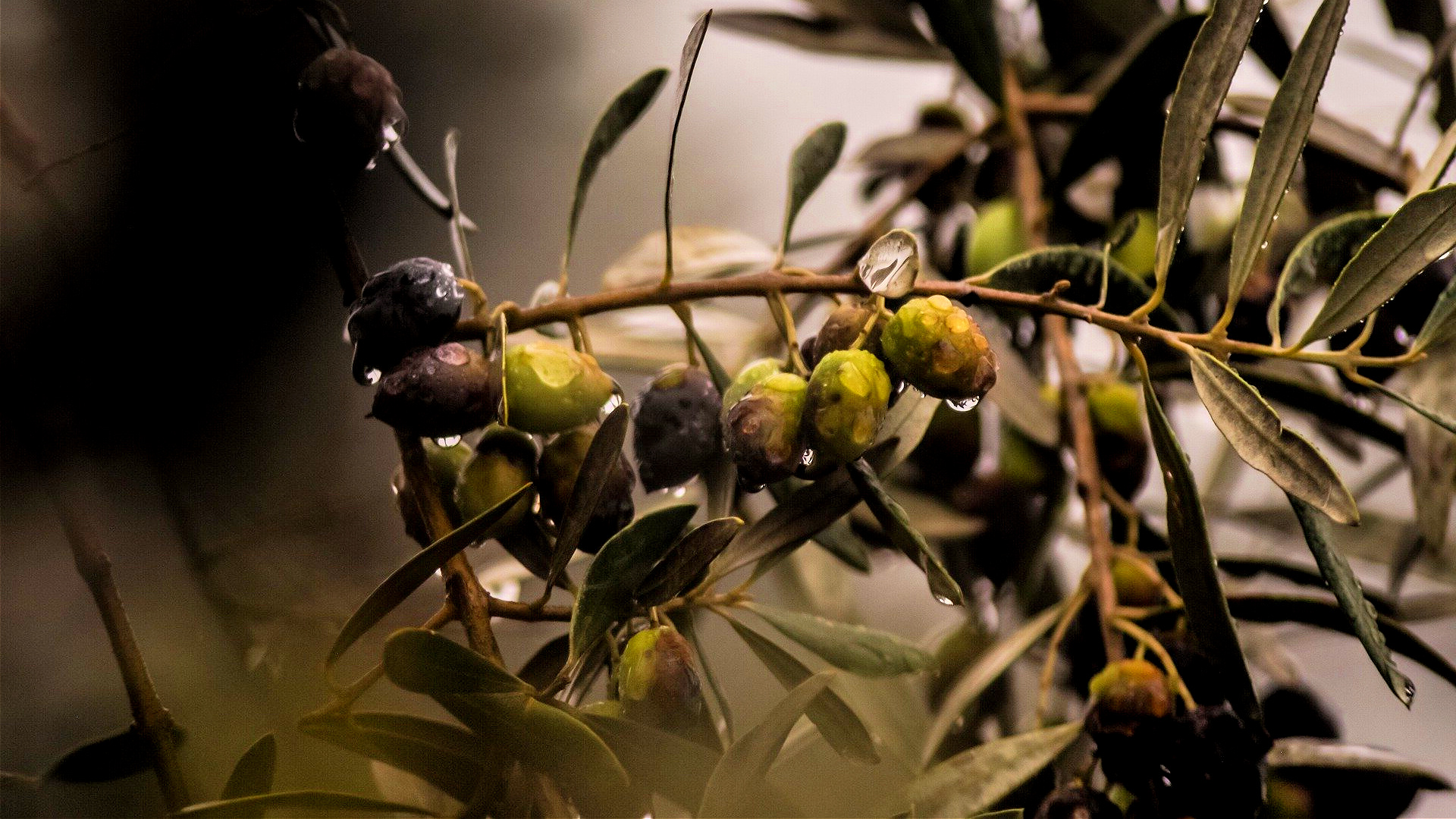 Studie enthllt, wie ein tdlicher Erreger Olivenbume befllt | Olive Oil  Times