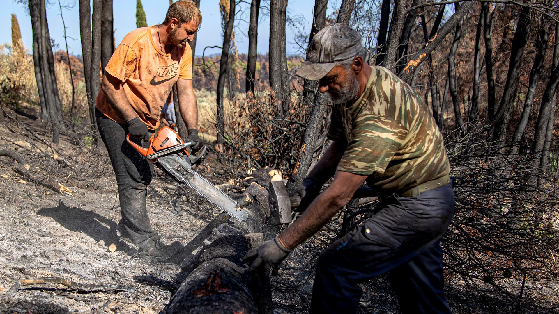 Olive Growers on Evia Island Strive to Revive Fire-Damaged Groves - Vimarsana News
