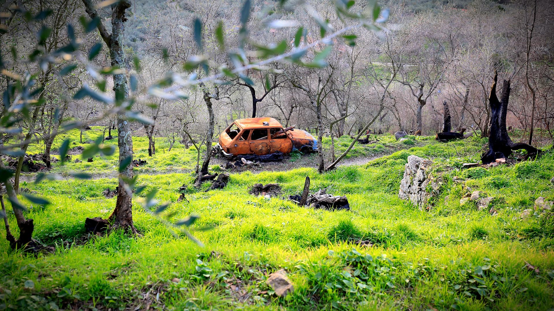 Thousands of Hectares of Abandoned Olive Groves Set to Be Sold in Italy - Vimarsana News