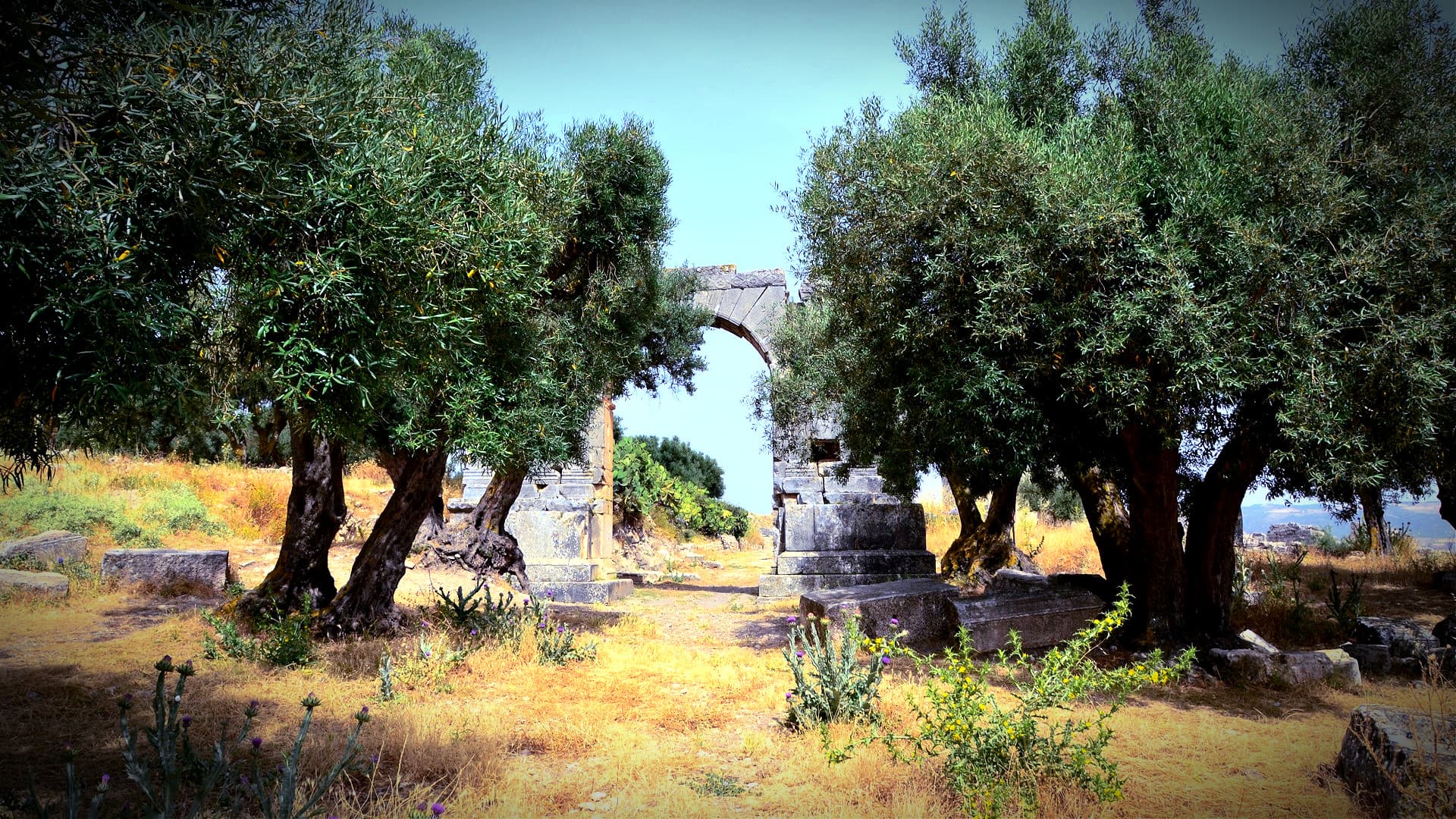 Tunisian Officials See Bright Future for Local Olive Oil Industry - Vimarsana News