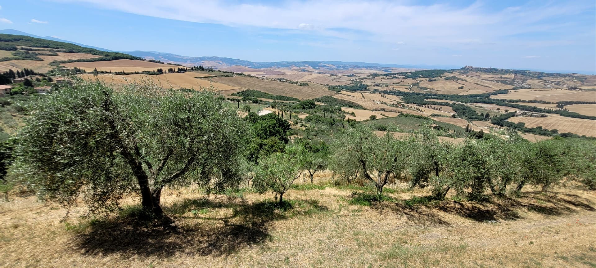 Olive field in Tuscany (Photo: Ylenia Granitto)