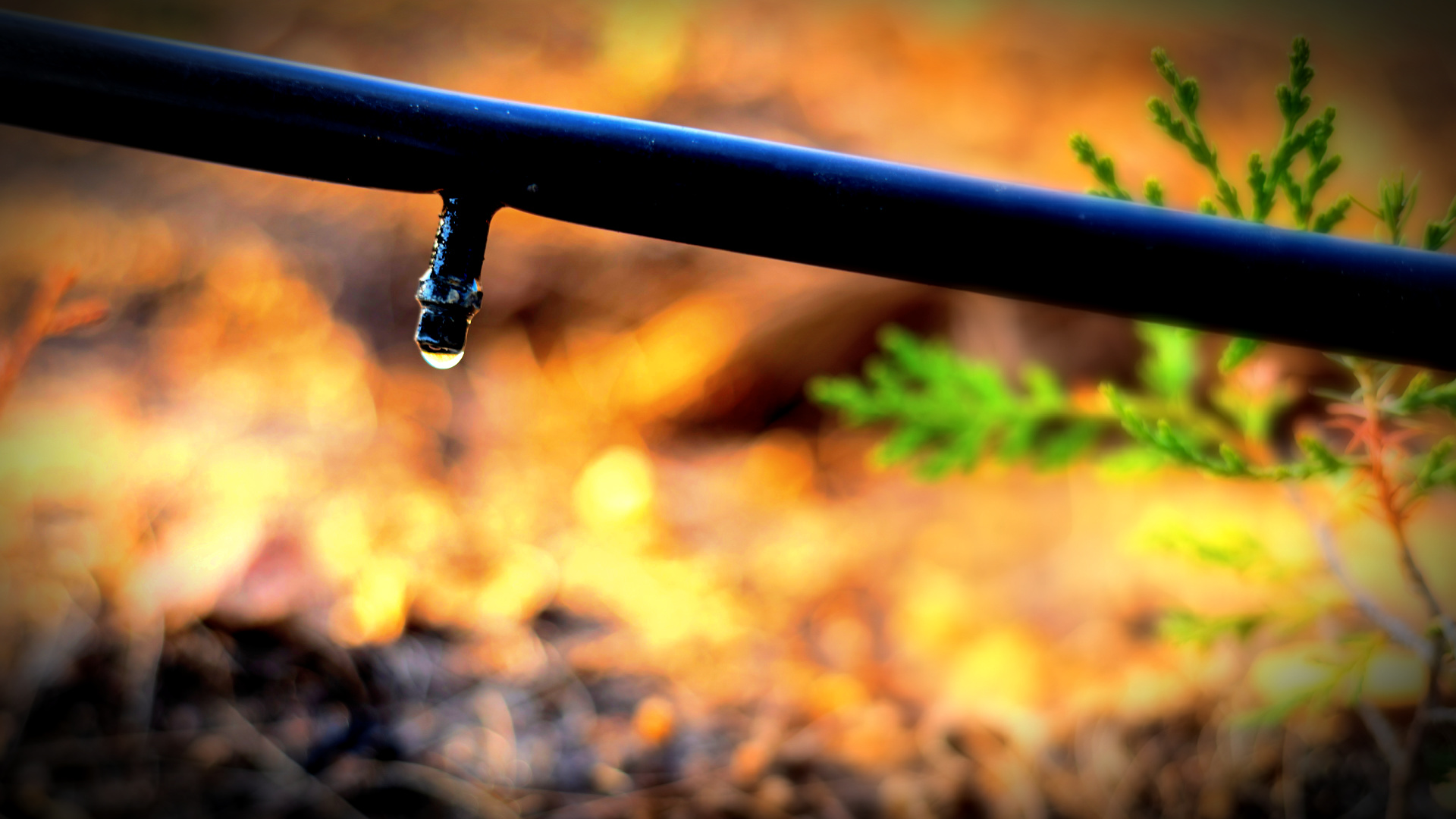 Water Efficiency, Sustainability Must Go Hand in Hand in the Olive Grove - Vimarsana News