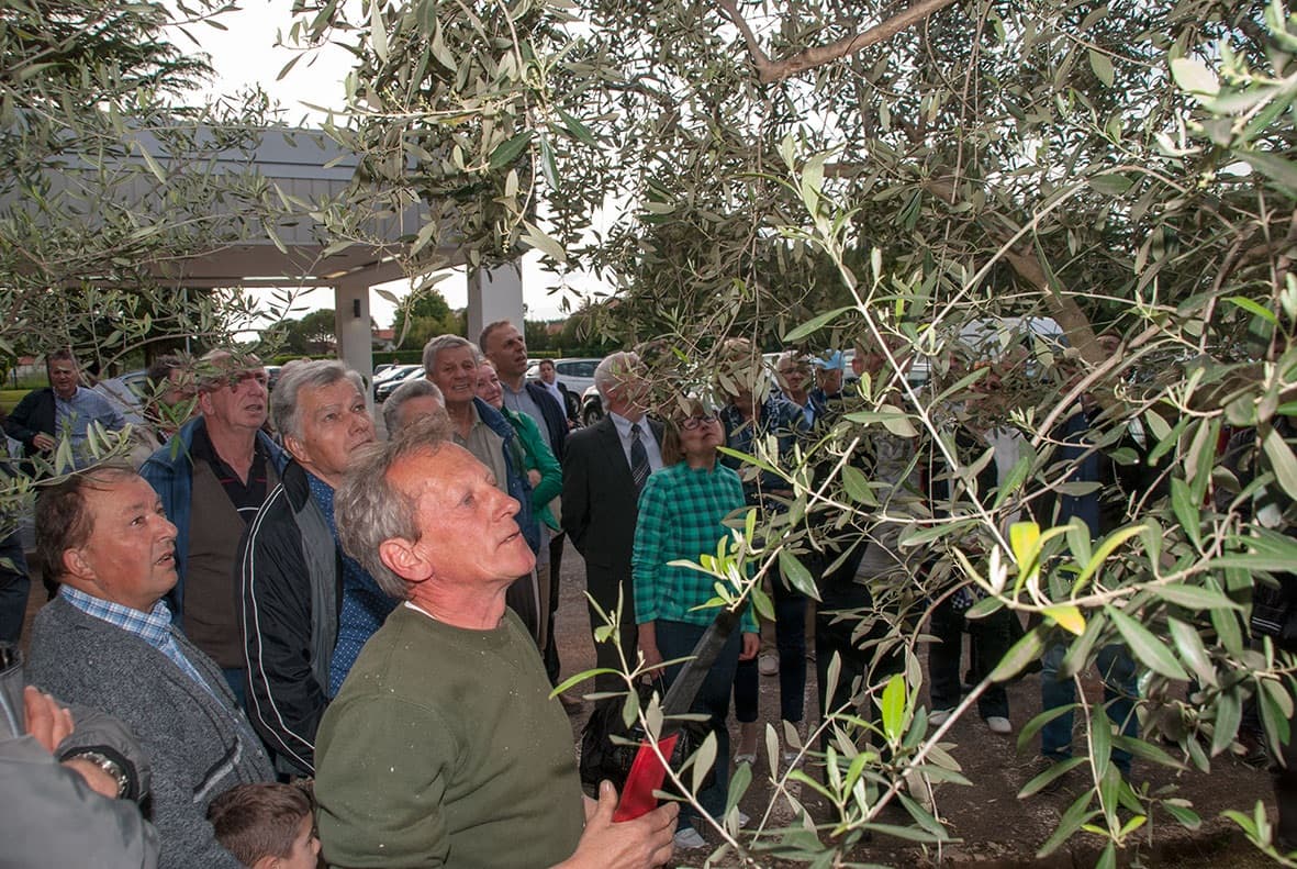 A group of people attentively observes an olive tree, some pointing and others looking up with interest.