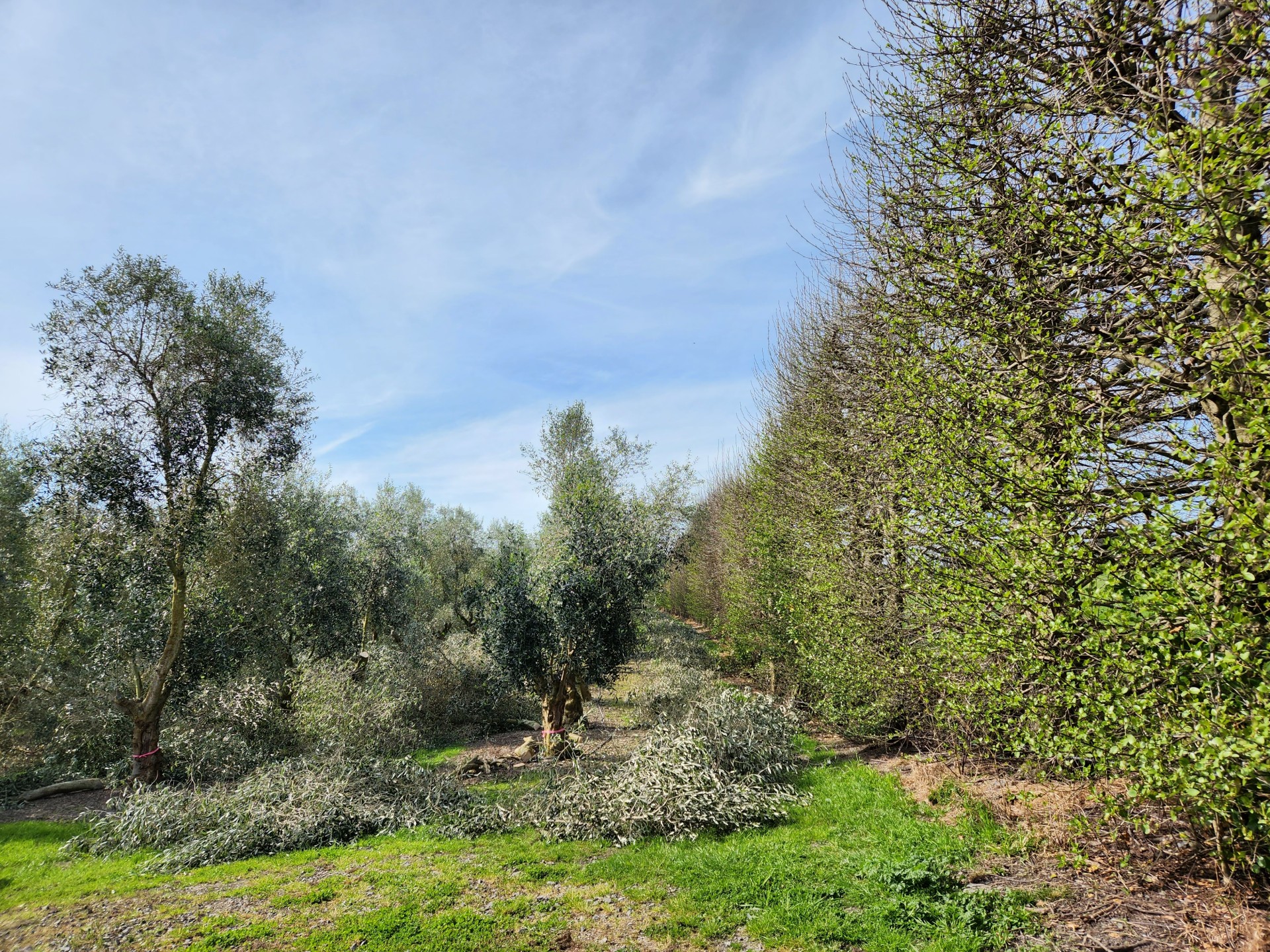 (Photo: Kapiti Olives)