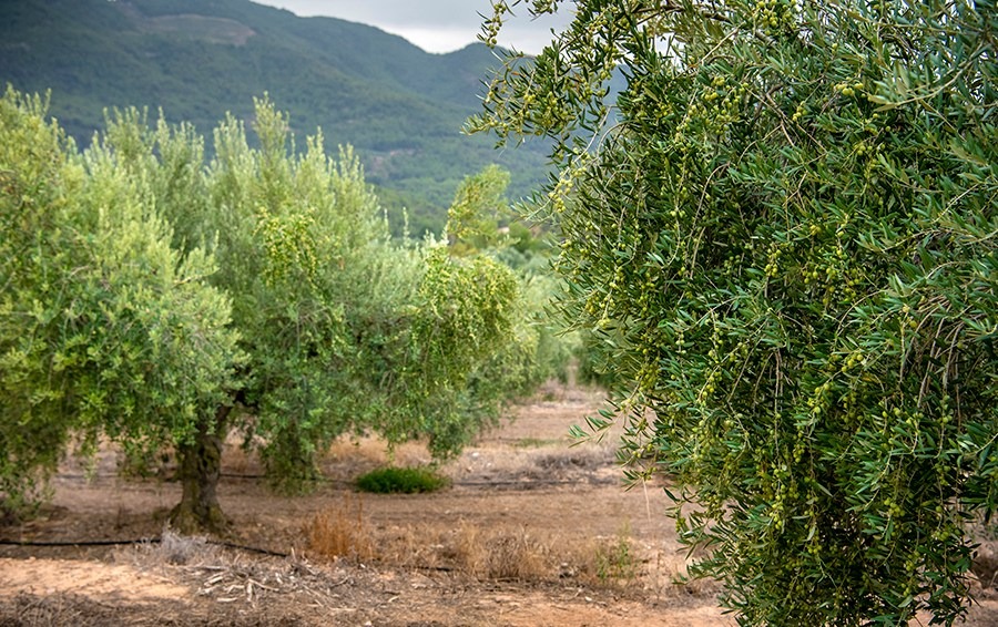 Climate change remains the mosty significant challenge facing producers in Catalonia.