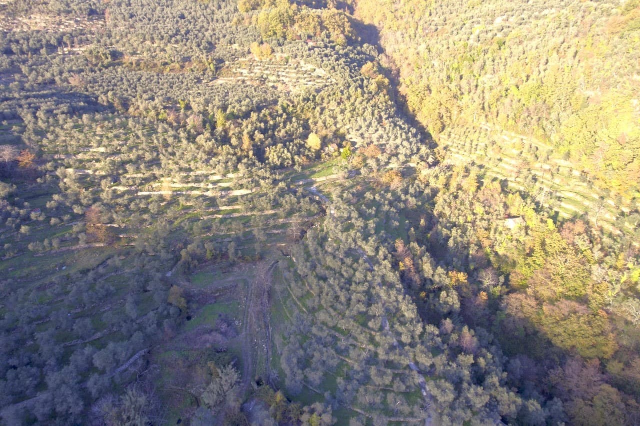 Tèra de Prie’s terraced olive groves