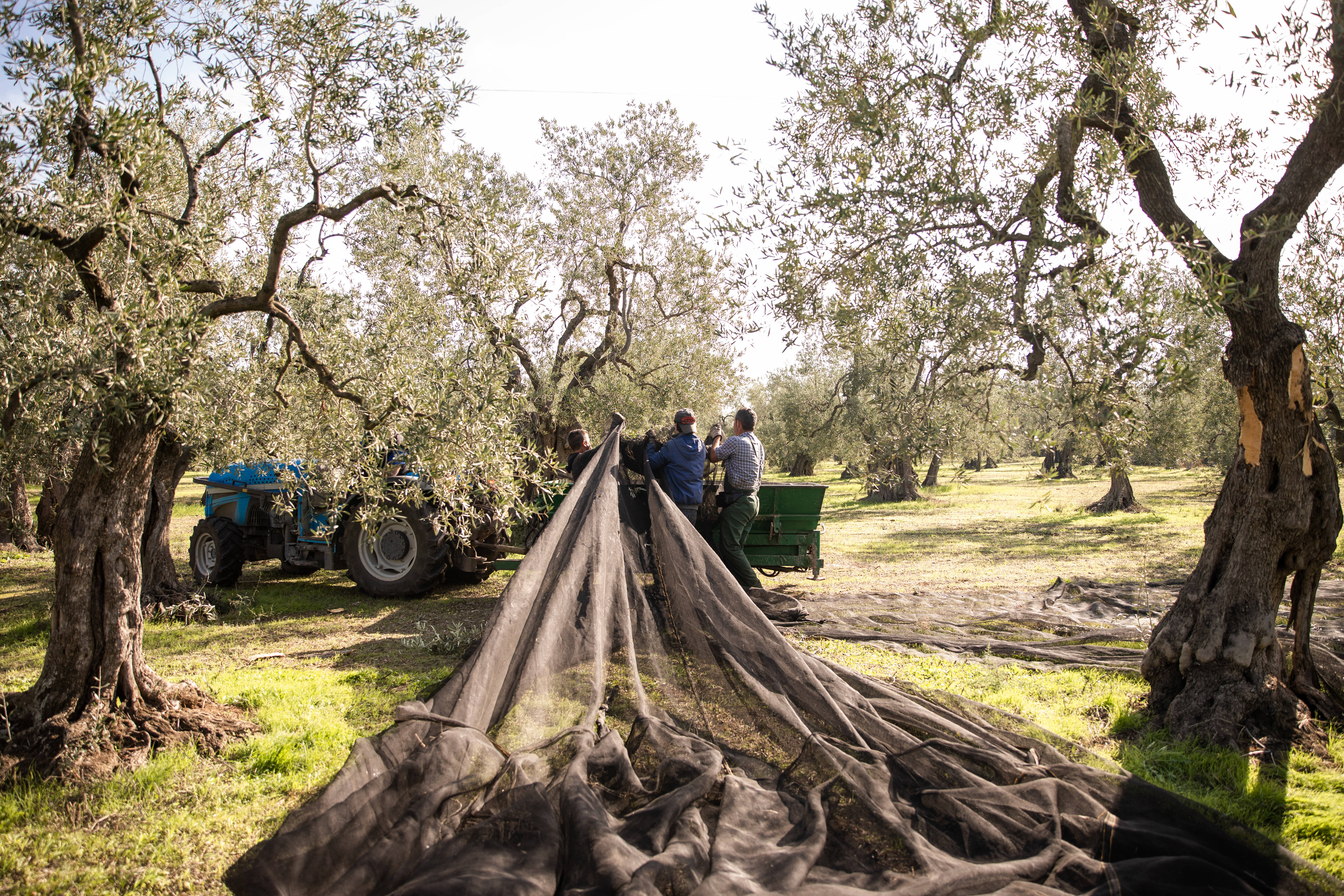 Hot weather and drought severely impacted Di Molfetta’s olive harvest in Puglia.